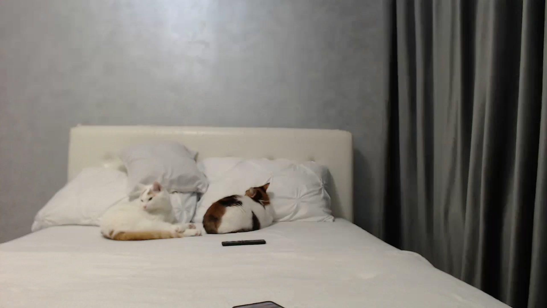Gallery image thumbnail from Aahh_Emilia's myfreecams stream on, 05/05/2025, 16:34 image 14 of 20