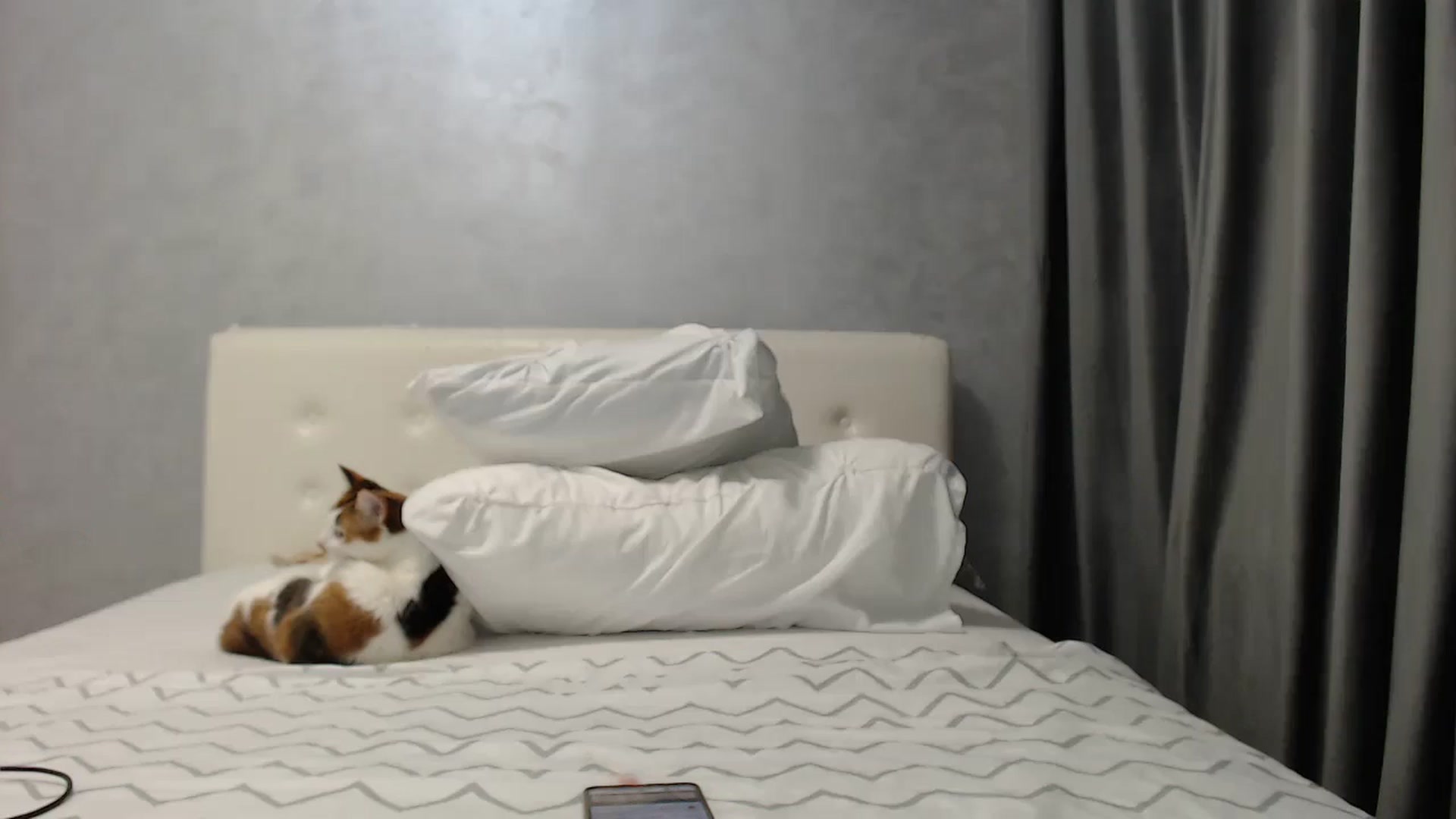 Gallery image thumbnail from Aahh_Emilia's myfreecams stream on, 05/06/2025, 18:47 image 15 of 20