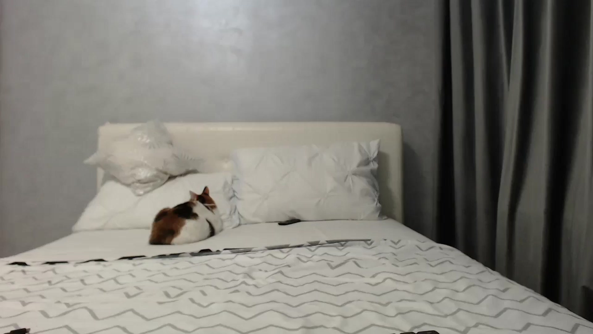 Gallery image thumbnail from Aahh_Emilia's myfreecams stream on, 05/09/2025, 16:36 image 14 of 20