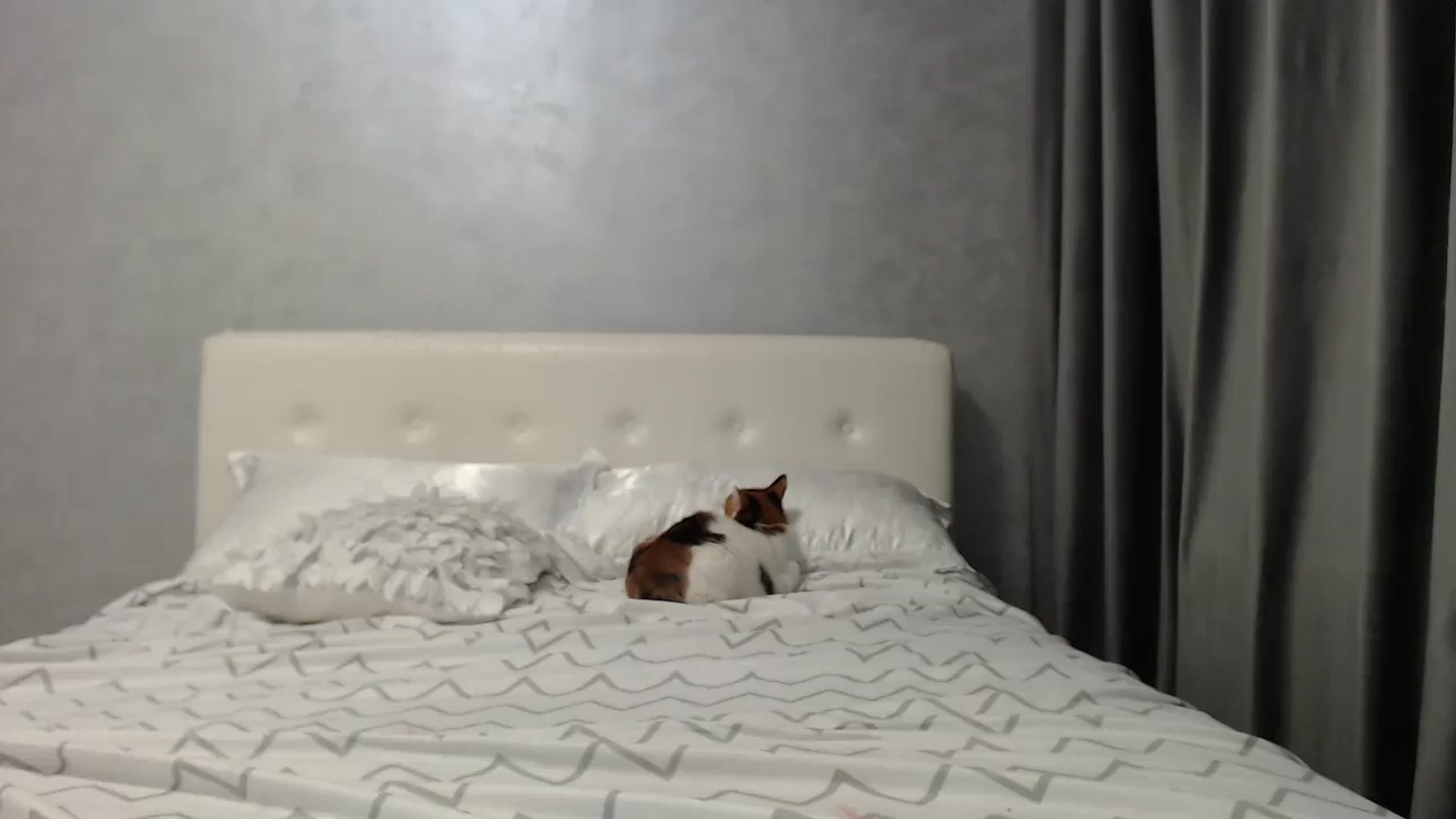 Gallery image thumbnail from Aahh_Emilia's myfreecams stream on, 05/13/2025, 16:51 image 16 of 20