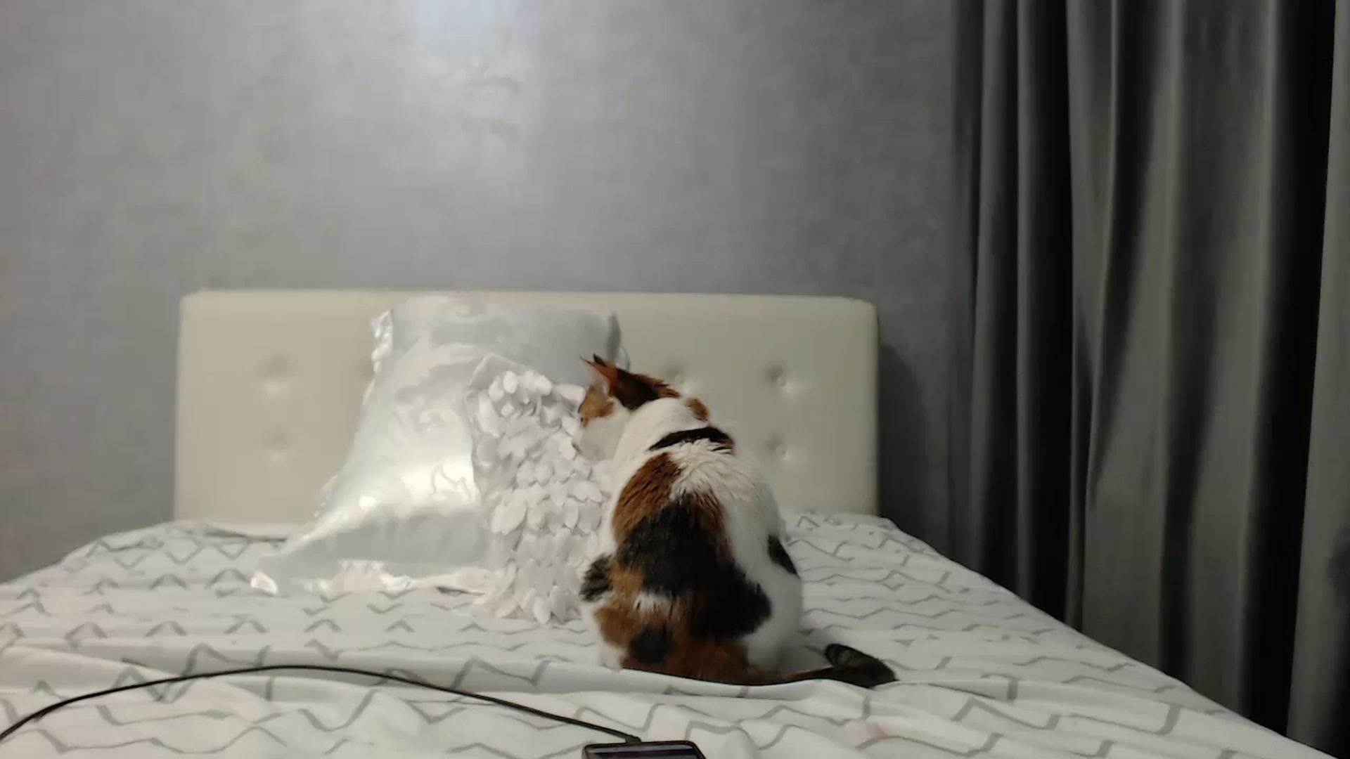 Gallery image thumbnail from Aahh_Emilia's myfreecams stream on, 05/13/2025, 18:37 image 14 of 20