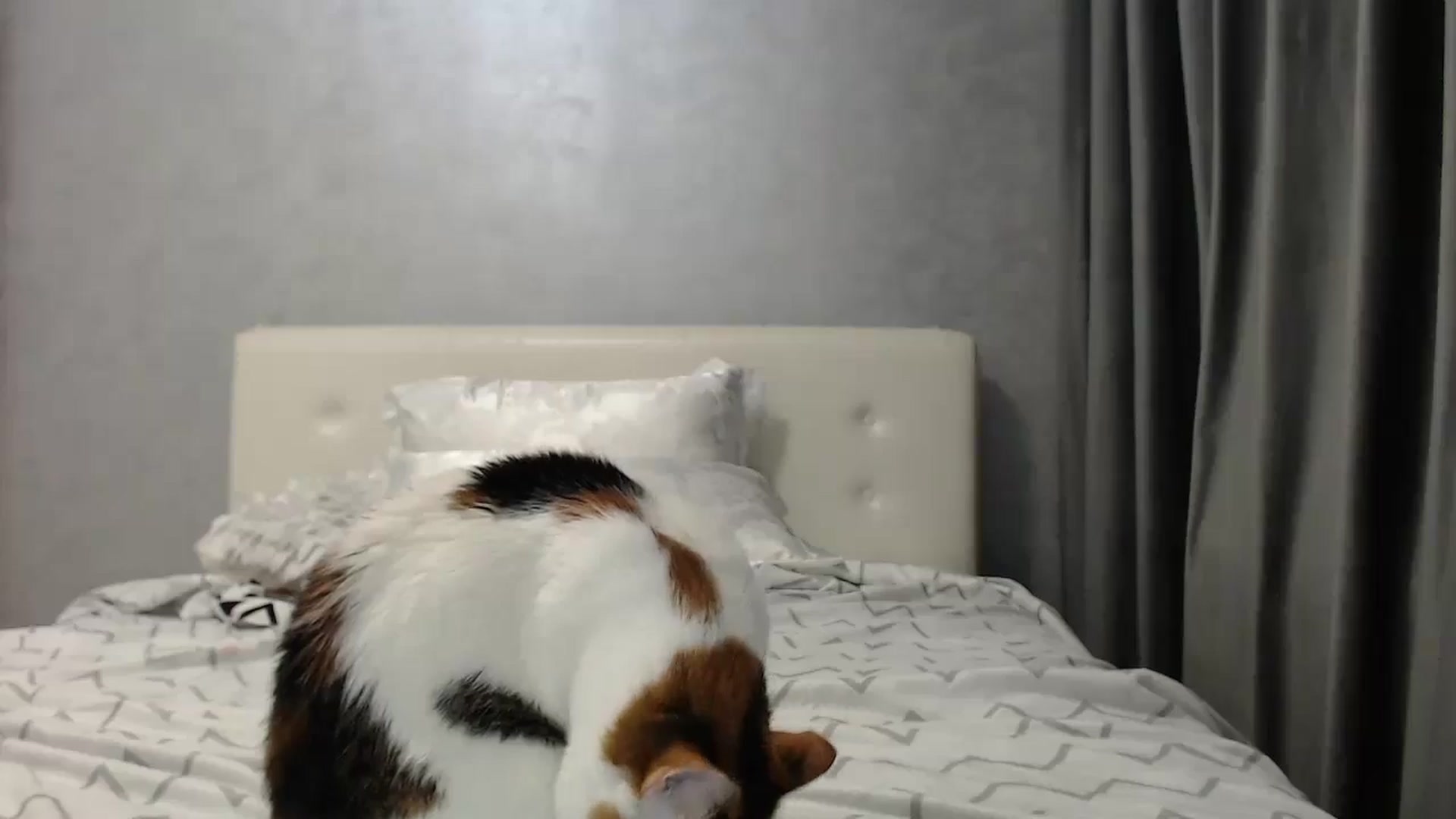 Gallery image thumbnail from Aahh_Emilia's myfreecams stream on, 05/15/2025, 17:58 image 14 of 20