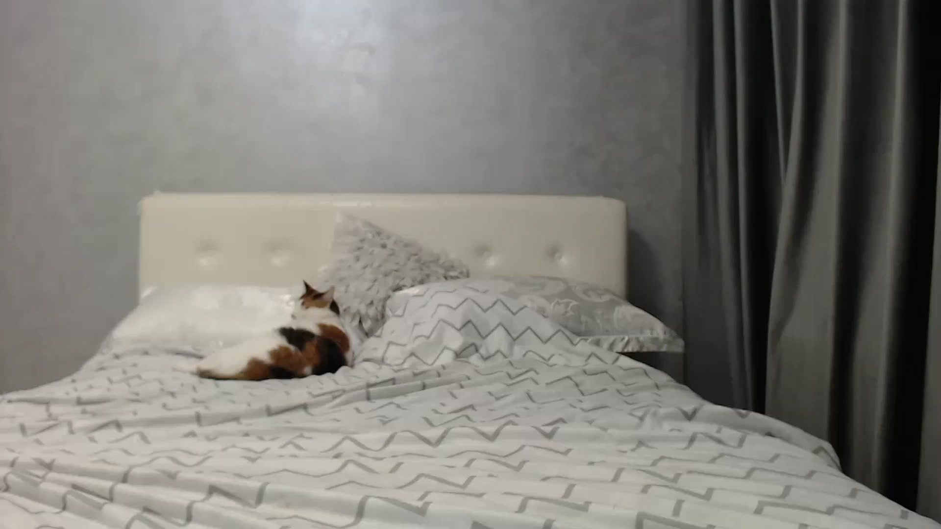 Gallery image thumbnail from Aahh_Emilia's myfreecams stream on, 05/20/2025, 17:01 image 12 of 20