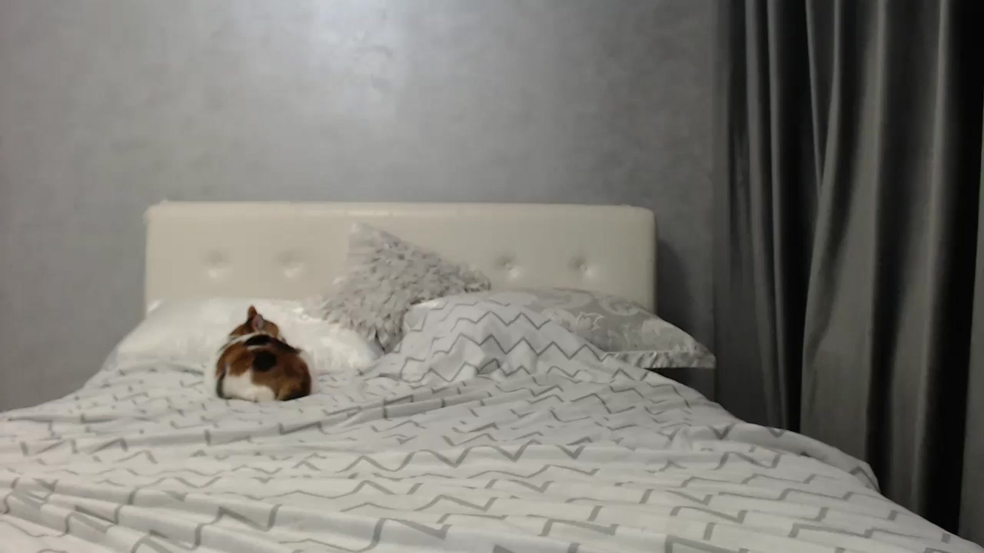 Gallery image thumbnail from Aahh_Emilia's myfreecams stream on, 05/20/2025, 17:01 image 13 of 20