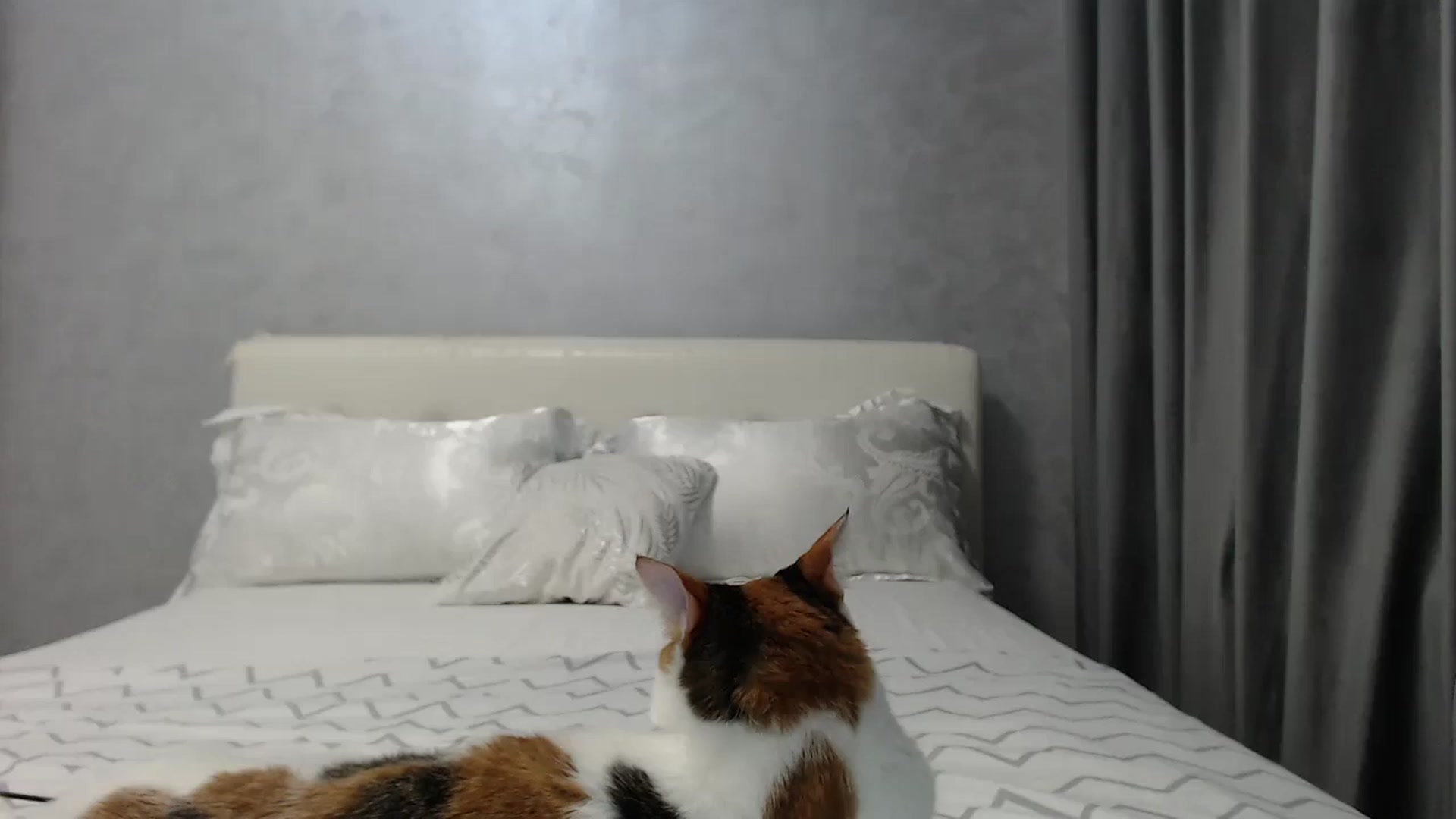 Gallery image thumbnail from Aahh_Emilia's myfreecams stream on, 06/07/2025, 16:44 image 14 of 20