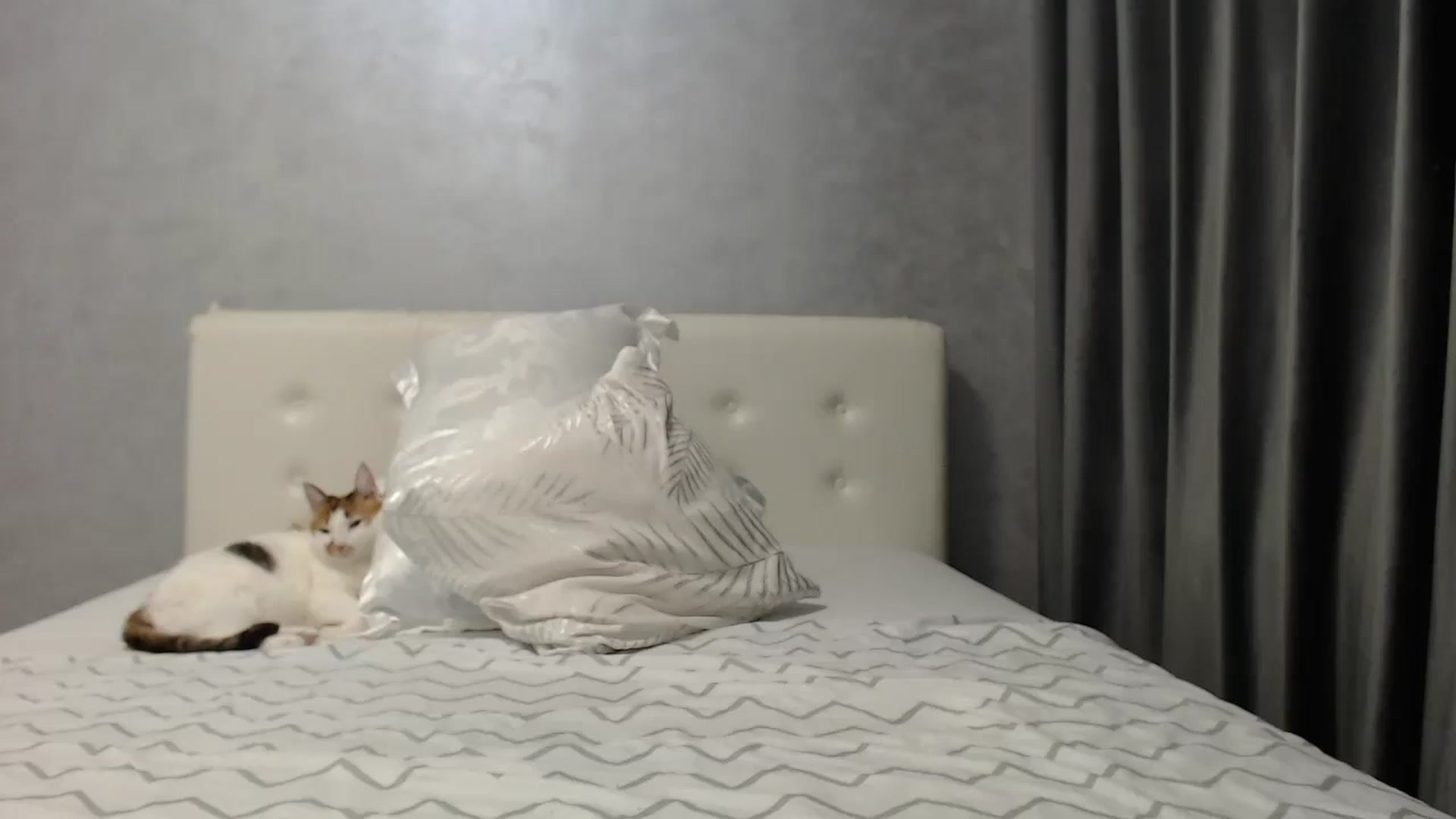 Gallery image thumbnail from Aahh_Emilia's myfreecams stream on, 06/10/2025, 17:59 image 13 of 20