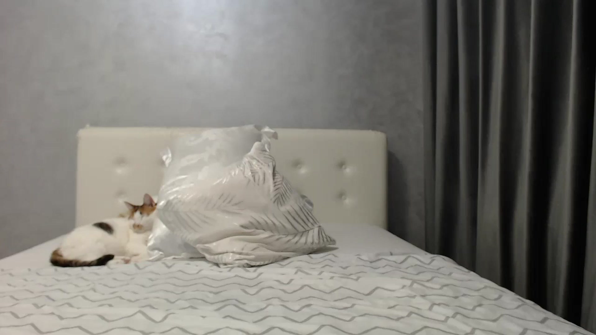 Gallery image thumbnail from Aahh_Emilia's myfreecams stream on, 06/10/2025, 17:59 image 15 of 20