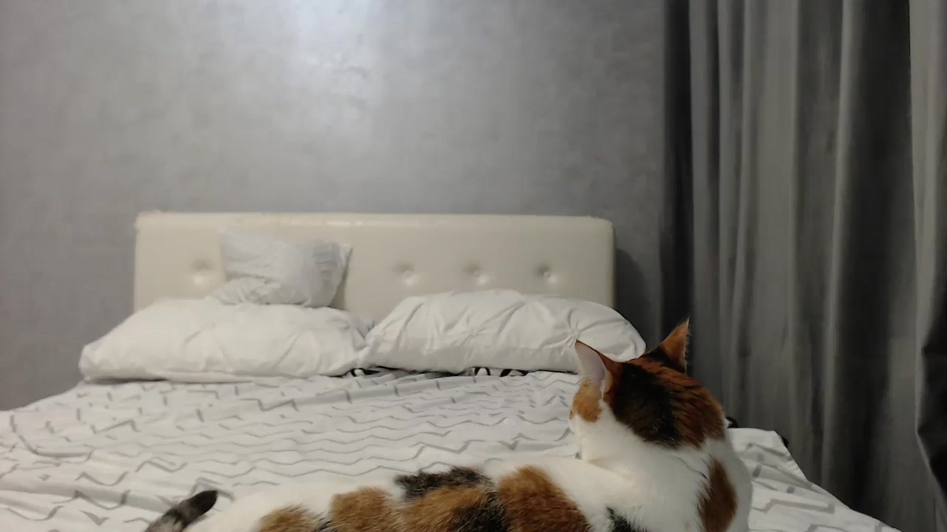 Gallery image thumbnail from Aahh_Emilia's myfreecams stream on, 06/19/2025, 16:51 image 13 of 20