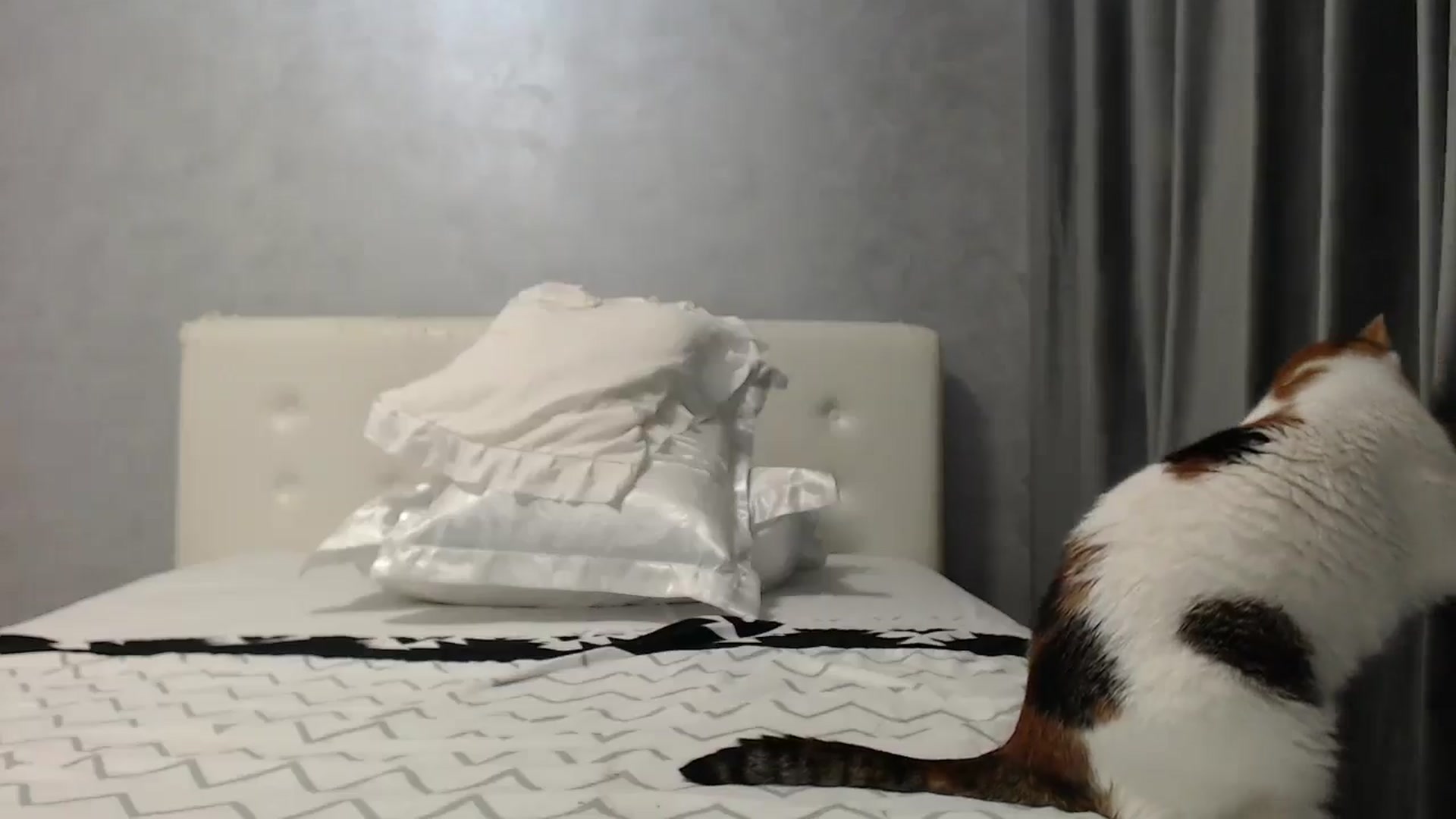 Gallery image thumbnail from Aahh_Emilia's myfreecams stream on, 06/29/2025, 18:20 image 13 of 20