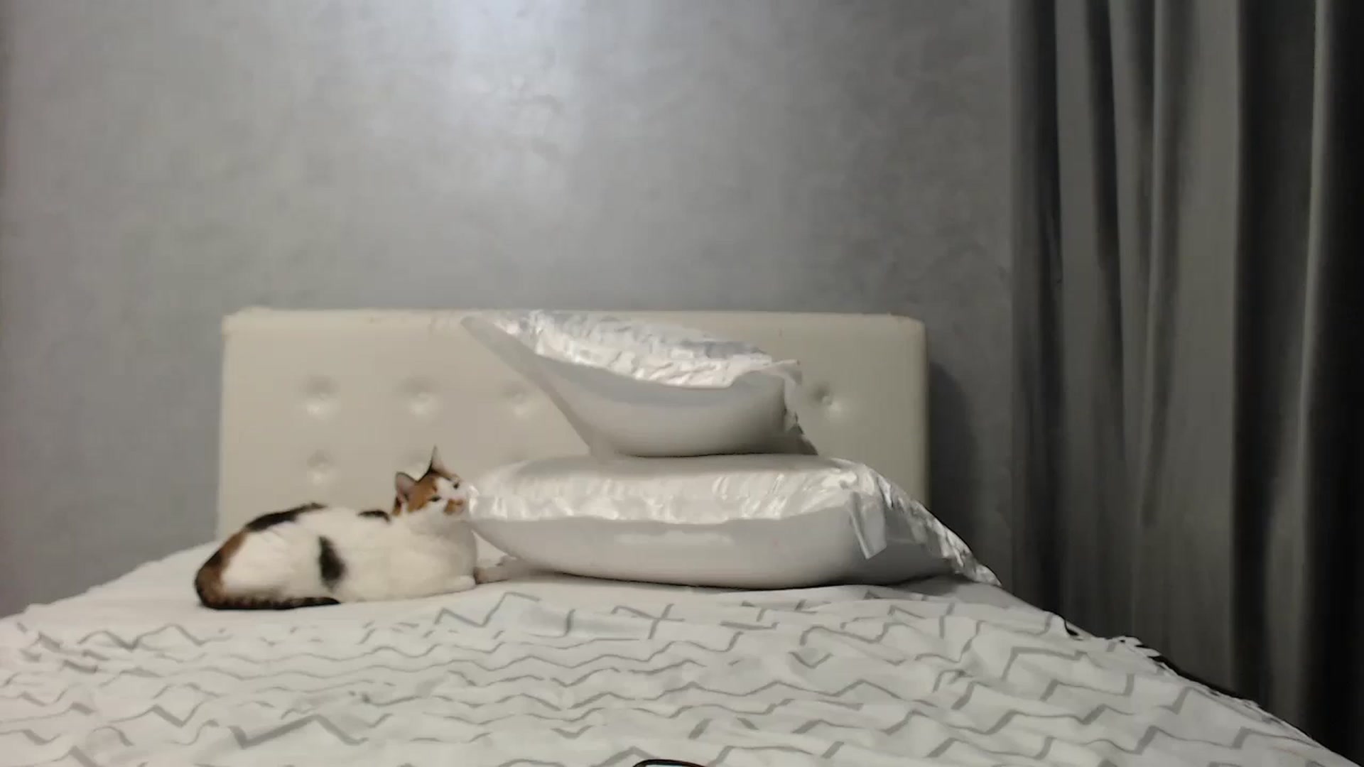 Gallery image thumbnail from Aahh_Emilia's myfreecams stream on, 07/14/2025, 18:12 image 17 of 20