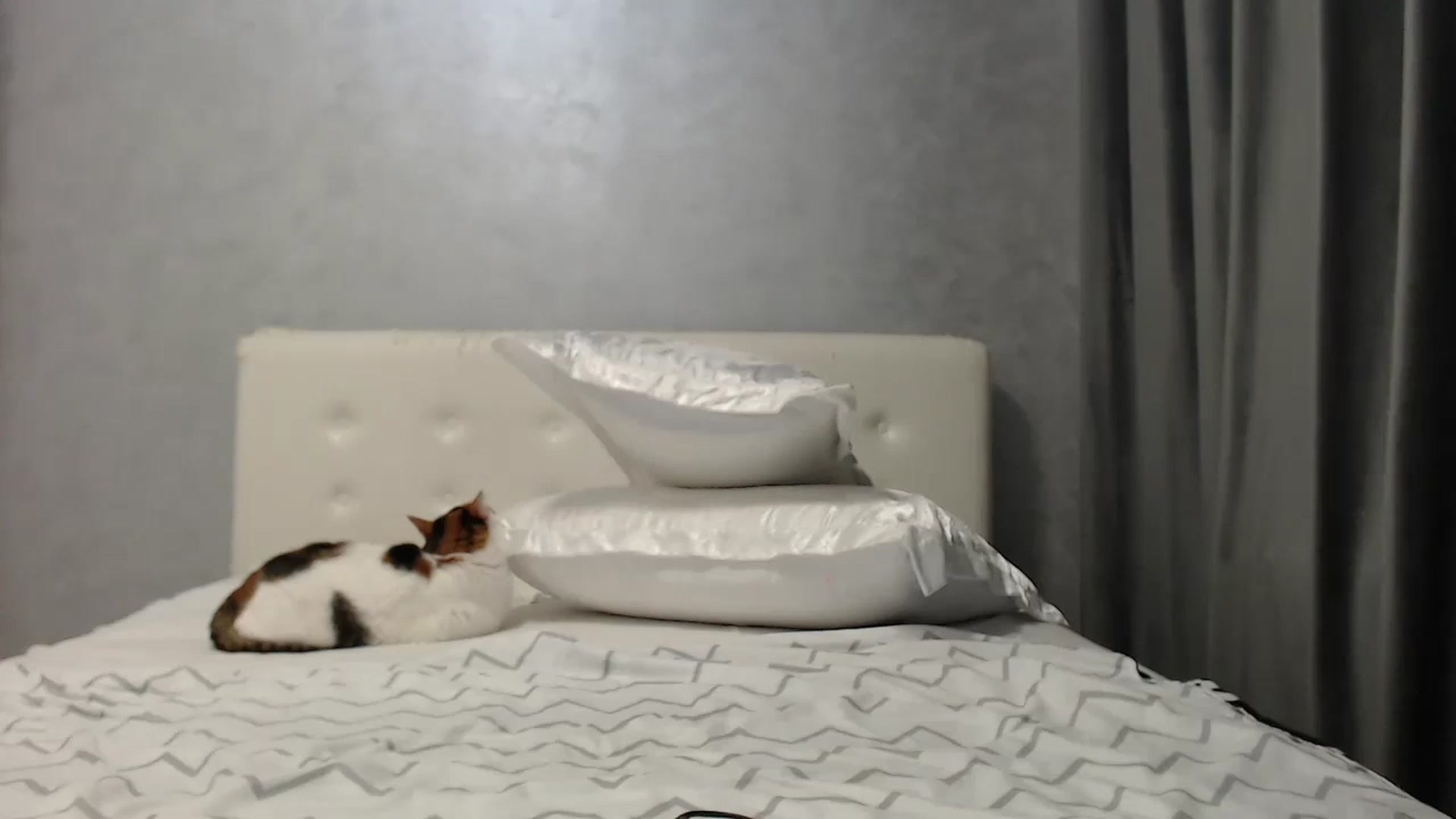 Gallery image thumbnail from Aahh_Emilia's myfreecams stream on, 07/14/2025, 18:12 image 16 of 20