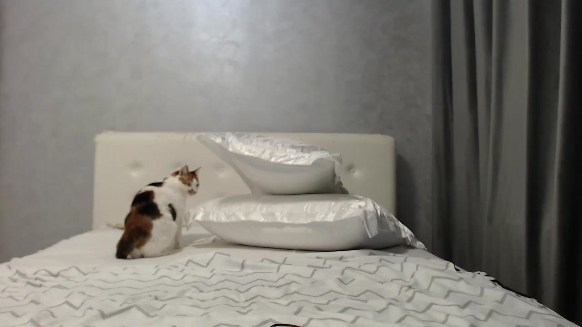 Gallery image thumbnail from Aahh_Emilia's myfreecams stream on, 07/14/2025, 18:12 image 15 of 20
