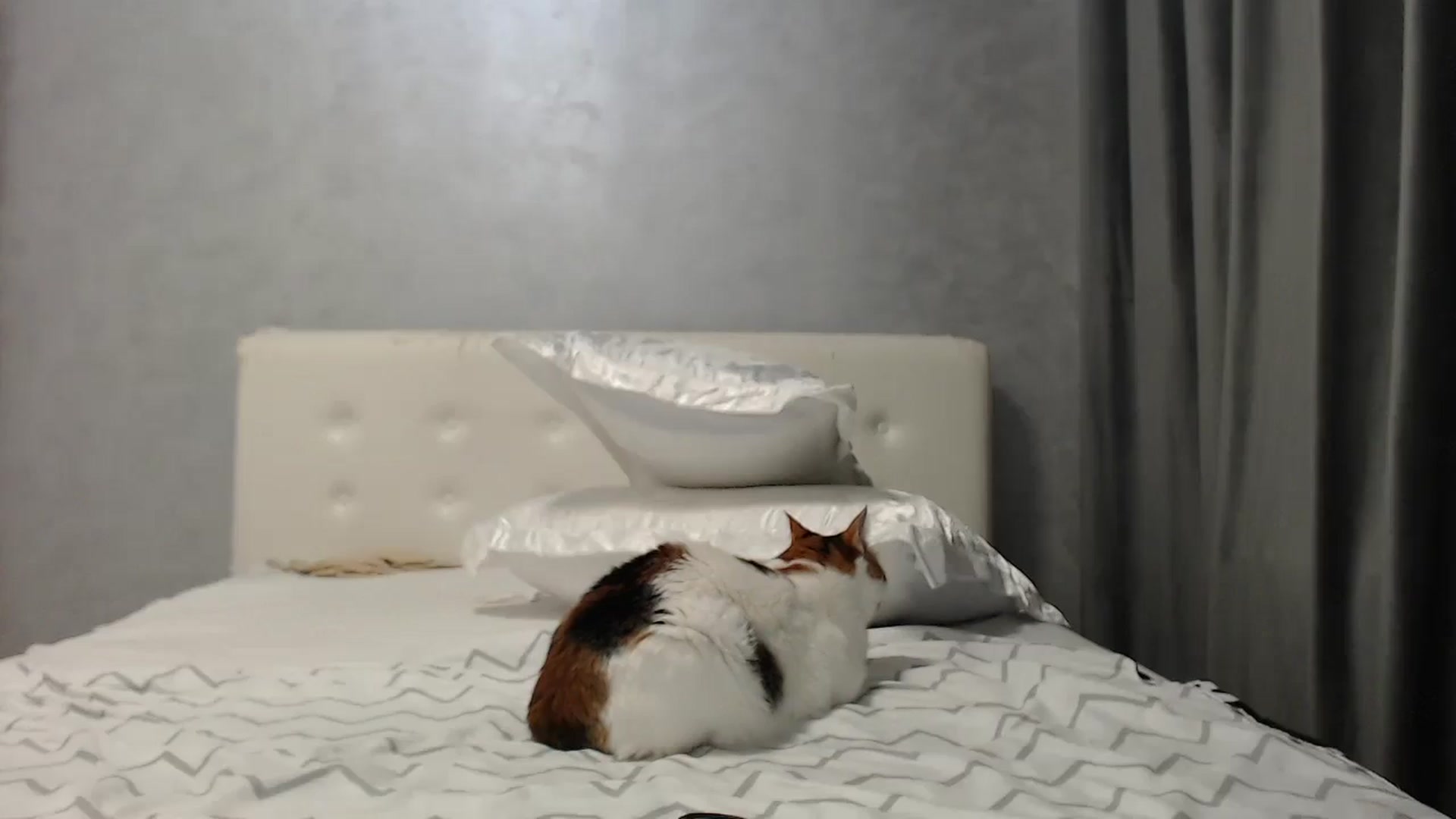 Gallery image thumbnail from Aahh_Emilia's myfreecams stream on, 07/14/2025, 18:12 image 18 of 20