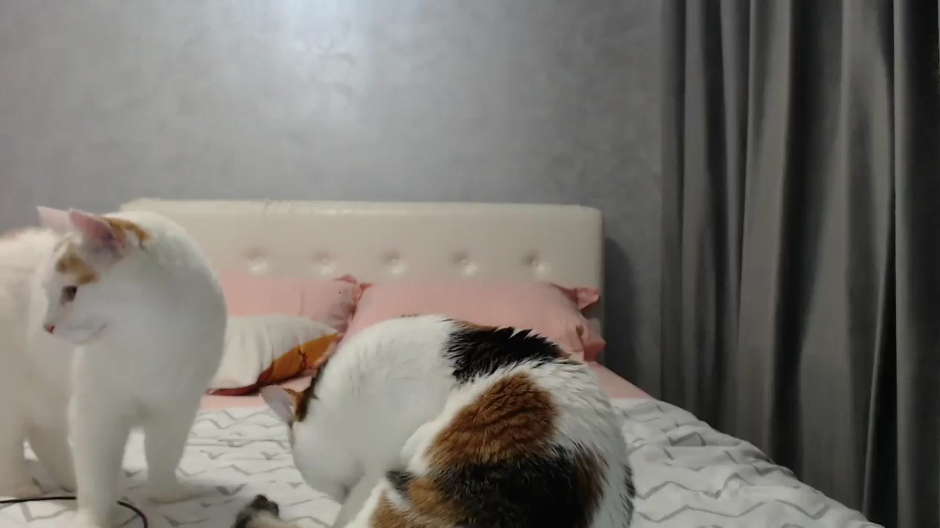 Gallery image thumbnail from Aahh_Emilia's myfreecams stream on, 07/16/2025, 16:40 image 11 of 20