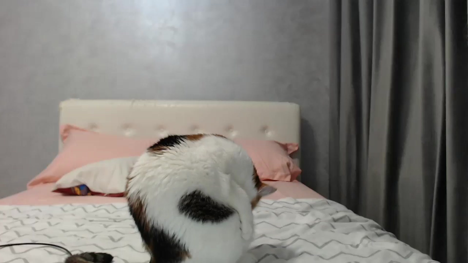 Gallery image thumbnail from Aahh_Emilia's myfreecams stream on, 07/16/2025, 16:40 image 10 of 20