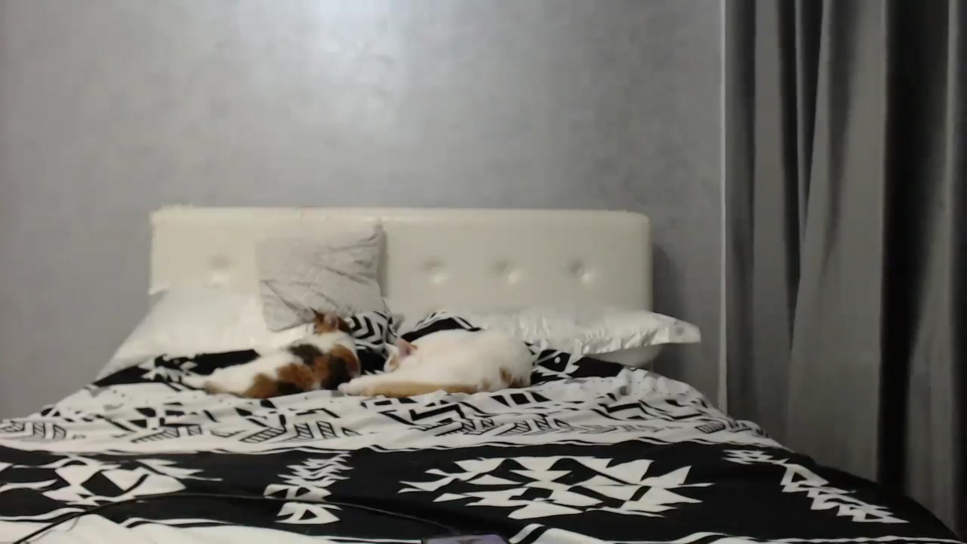 Gallery image thumbnail from Aahh_Emilia's myfreecams stream on, 07/31/2025, 16:48 image 16 of 20