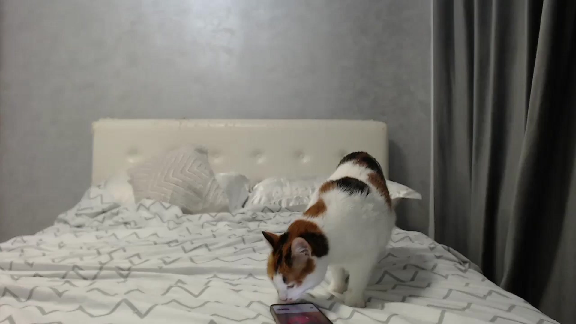 Gallery image thumbnail from Aahh_Emilia's myfreecams stream on, 08/02/2025, 16:22 image 11 of 20