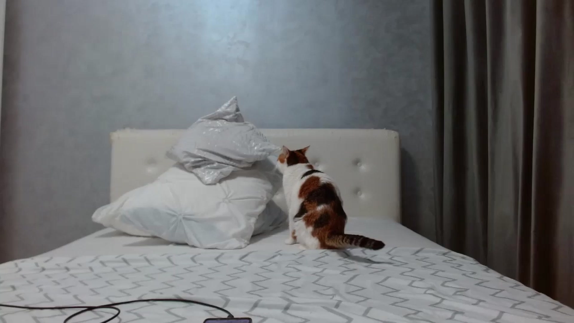 Gallery image thumbnail from Aahh_Emilia's myfreecams stream on, 08/09/2025, 18:19 image 14 of 20
