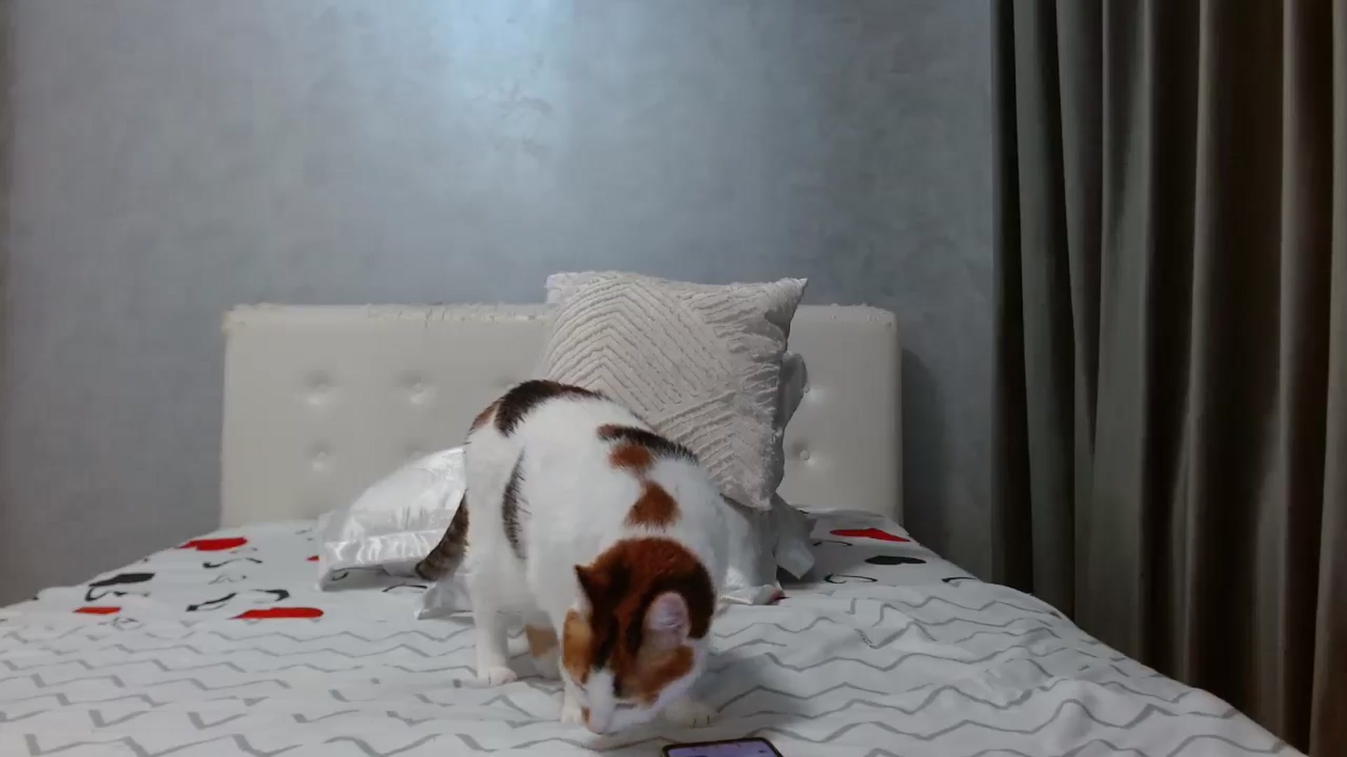 Gallery image thumbnail from Aahh_Emilia's myfreecams stream on, 08/21/2025, 17:47 image 12 of 20