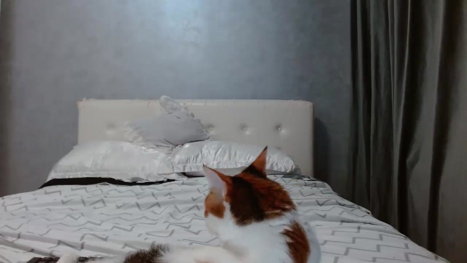 Gallery image thumbnail from Aahh_Emilia's myfreecams stream on, 09/03/2025, 16:10 image 16 of 20