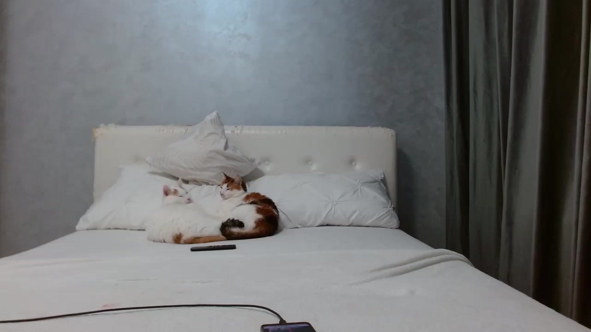 Gallery image thumbnail from Aahh_Emilia's myfreecams stream on, 09/18/2025, 16:25 image 13 of 20