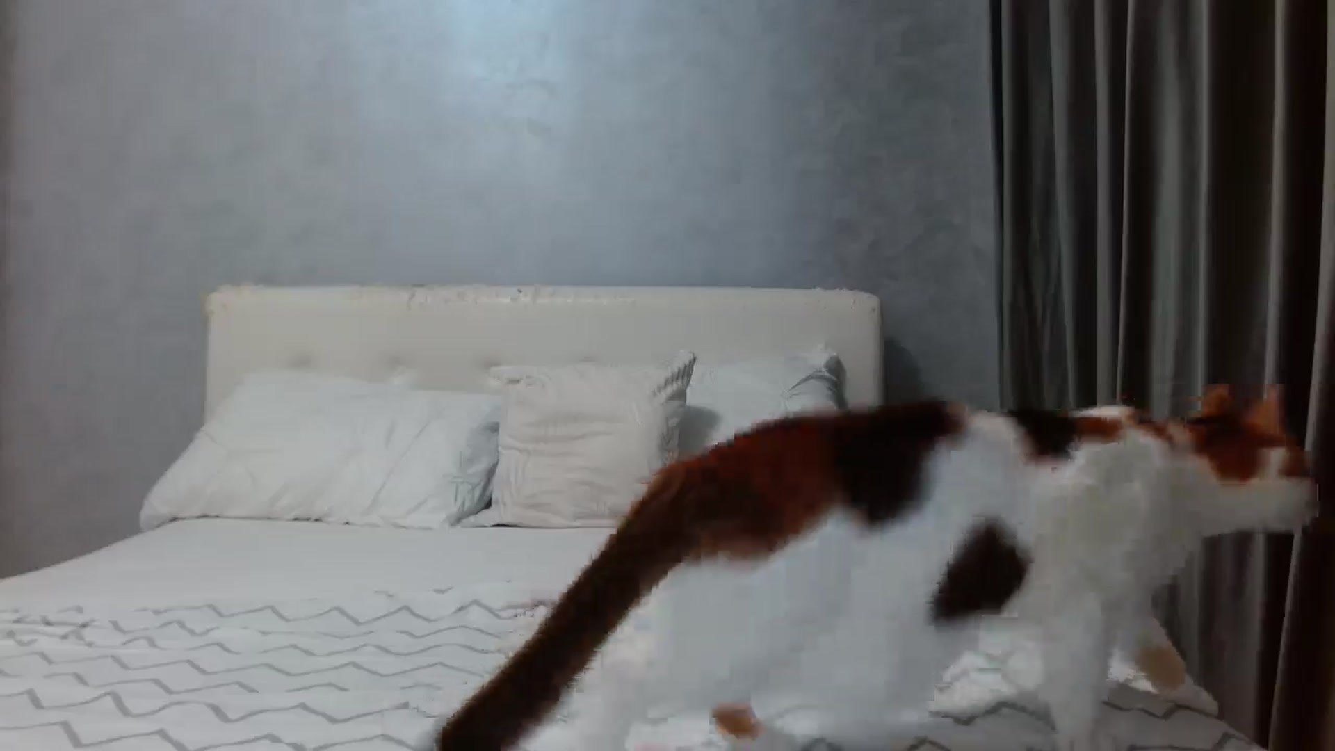Gallery image thumbnail from Aahh_Emilia's myfreecams stream on, 10/04/2025, 18:21 image 14 of 20
