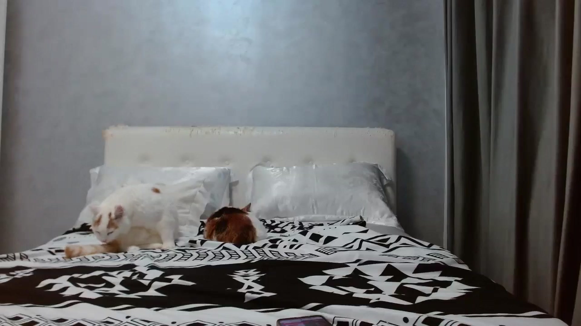 Gallery image thumbnail from Aahh_Emilia's myfreecams stream on, 10/12/2025, 16:21 image 17 of 20