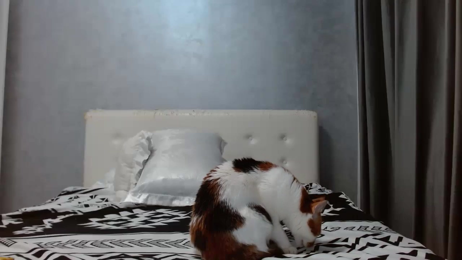 Gallery image thumbnail from Aahh_Emilia's myfreecams stream on, 10/13/2025, 17:42 image 18 of 20