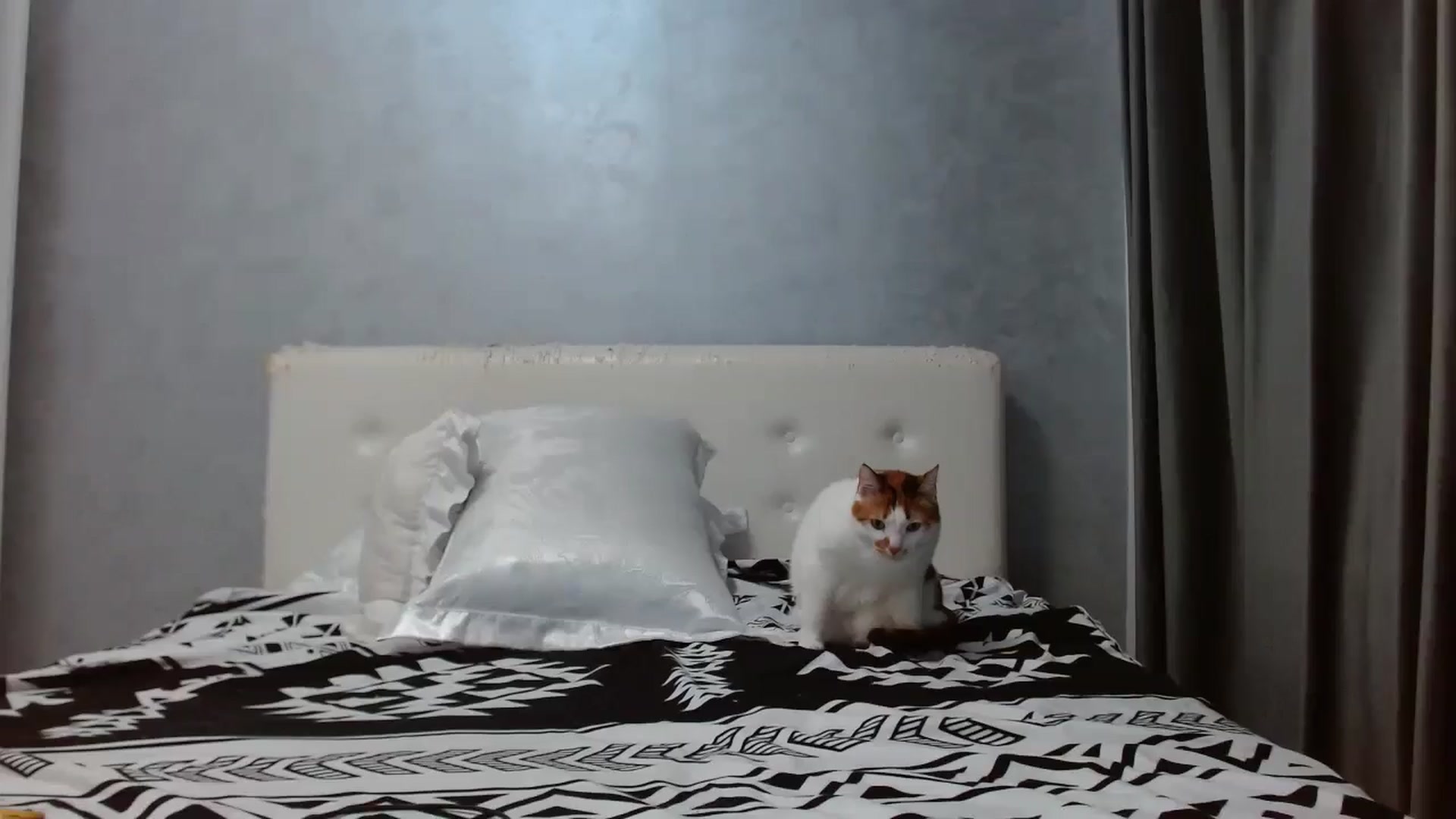 Gallery image thumbnail from Aahh_Emilia's myfreecams stream on, 10/13/2025, 17:42 image 19 of 20