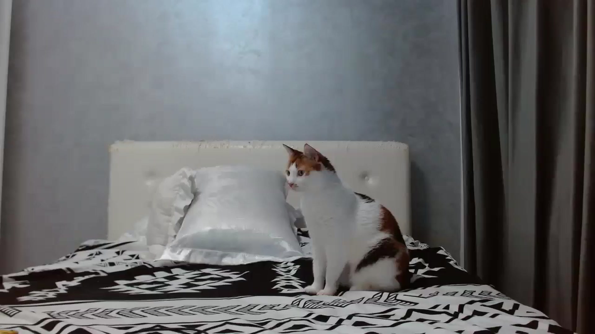Gallery image thumbnail from Aahh_Emilia's myfreecams stream on, 10/13/2025, 17:42 image 20 of 20