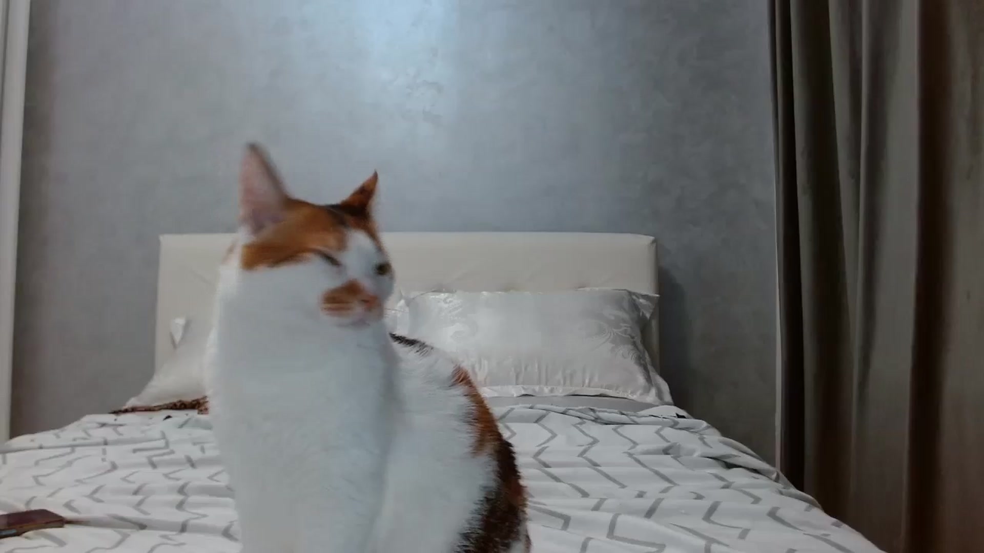 Gallery image thumbnail from Aahh_Emilia's myfreecams stream on, 10/15/2025, 16:22 image 4 of 20