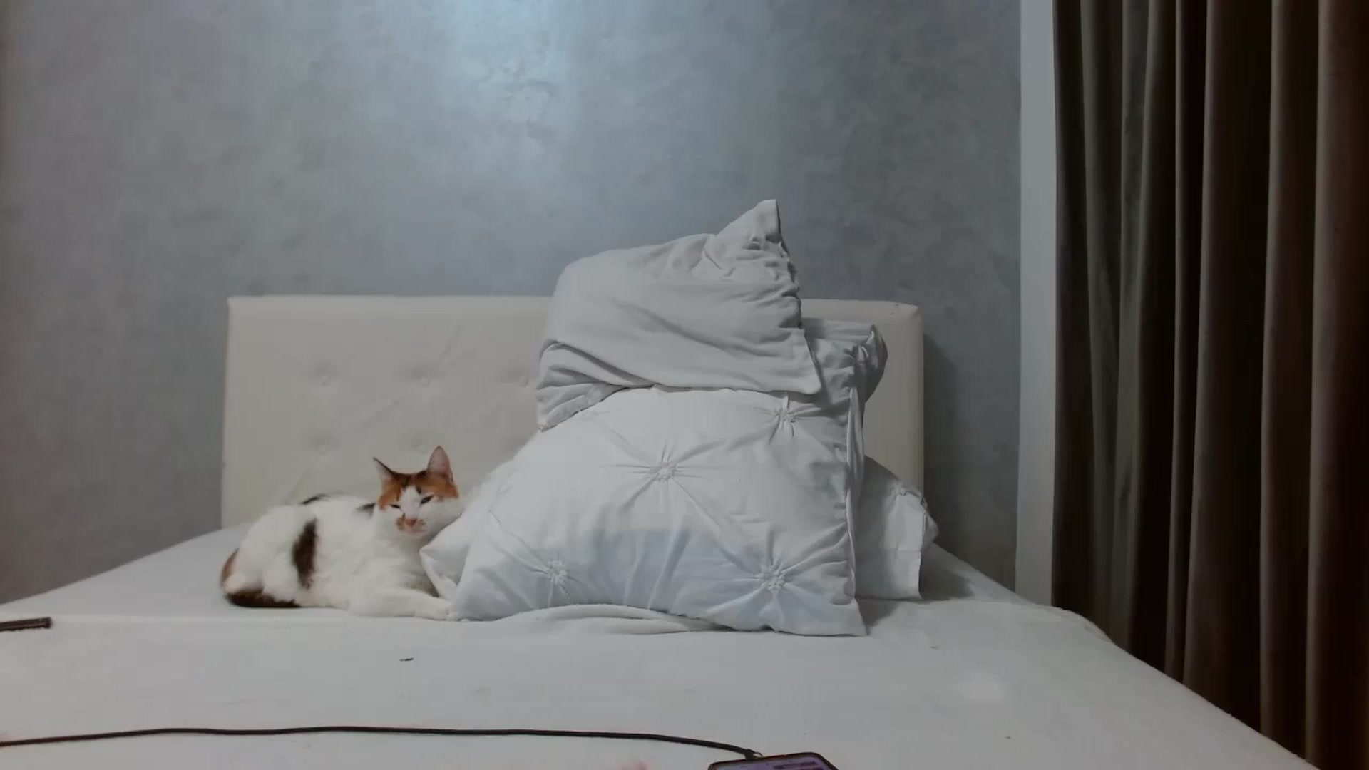 Gallery image thumbnail from Aahh_Emilia's myfreecams stream on, 10/23/2025, 18:24 image 12 of 20