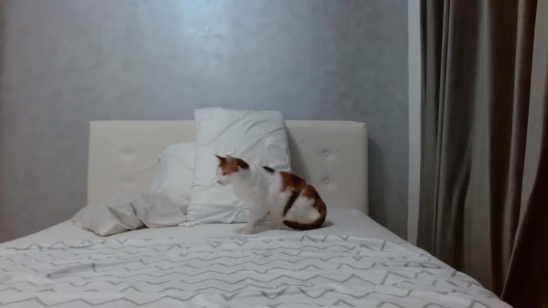 Gallery image thumbnail from Aahh_Emilia's myfreecams stream on, 11/01/2025, 17:43 image 11 of 20