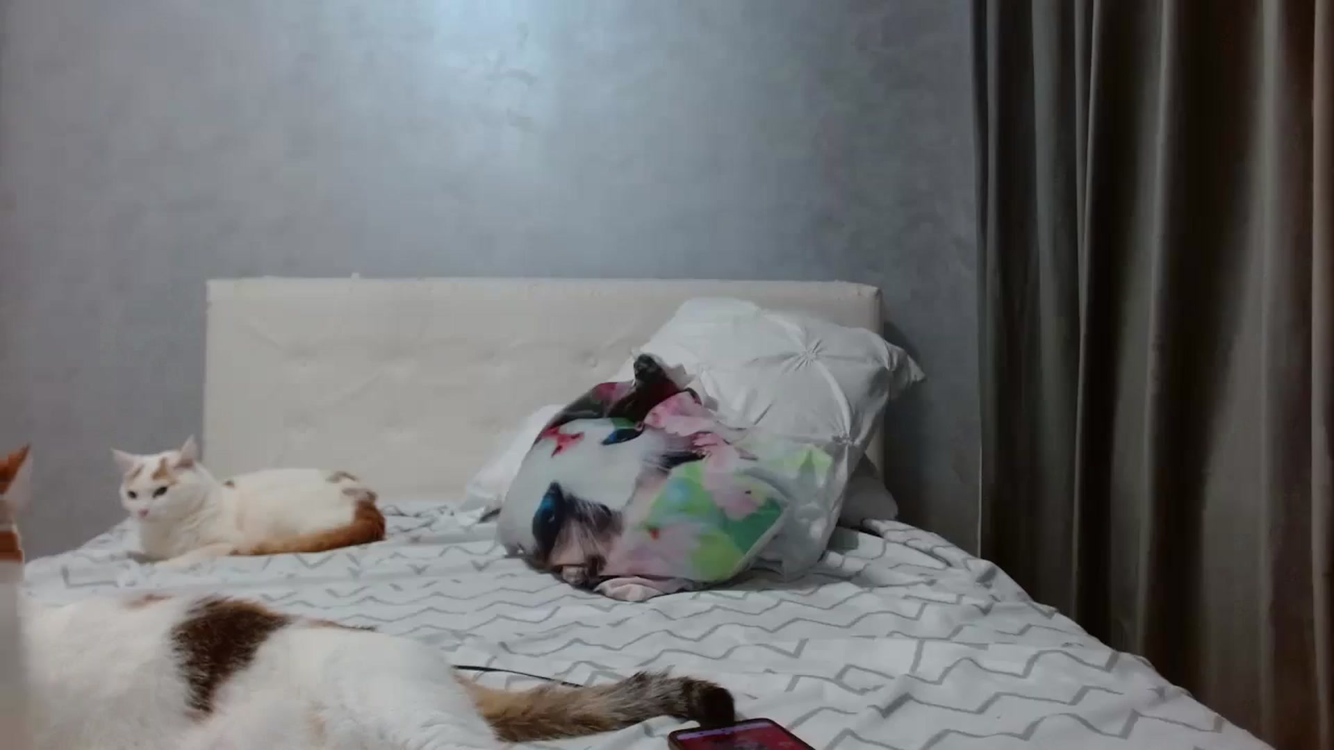 Gallery image thumbnail from Aahh_Emilia's myfreecams stream on, 11/25/2025, 19:05 image 11 of 20