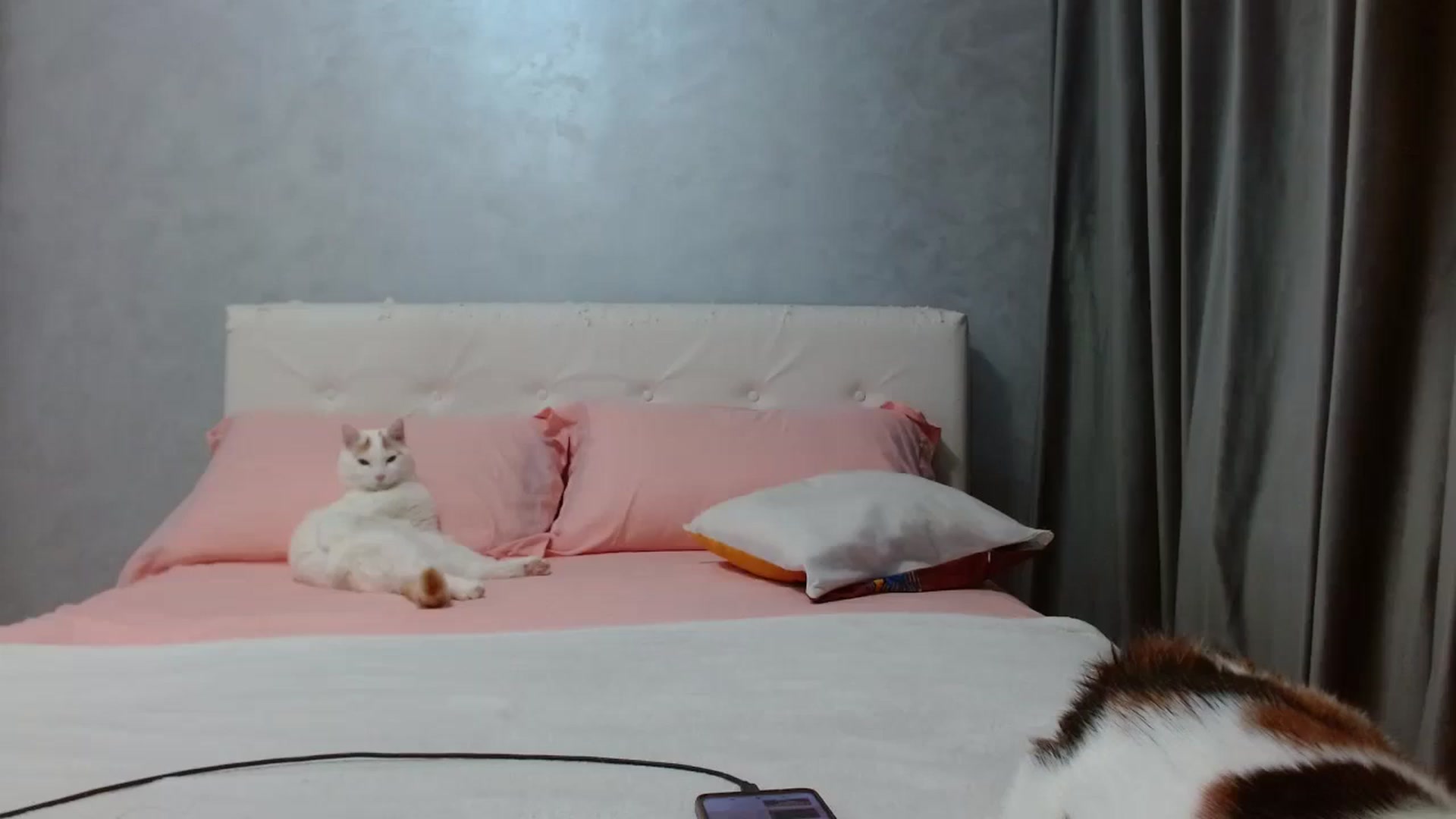 Gallery image thumbnail from Aahh_Emilia's myfreecams stream on, 11/30/2025, 17:40 image 19 of 20