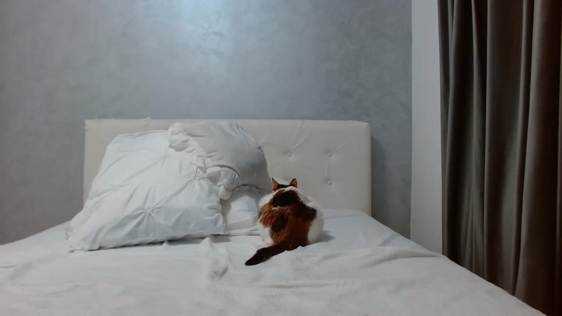 Gallery image thumbnail from Aahh_Emilia's myfreecams stream on, 12/07/2025, 18:53 image 15 of 20