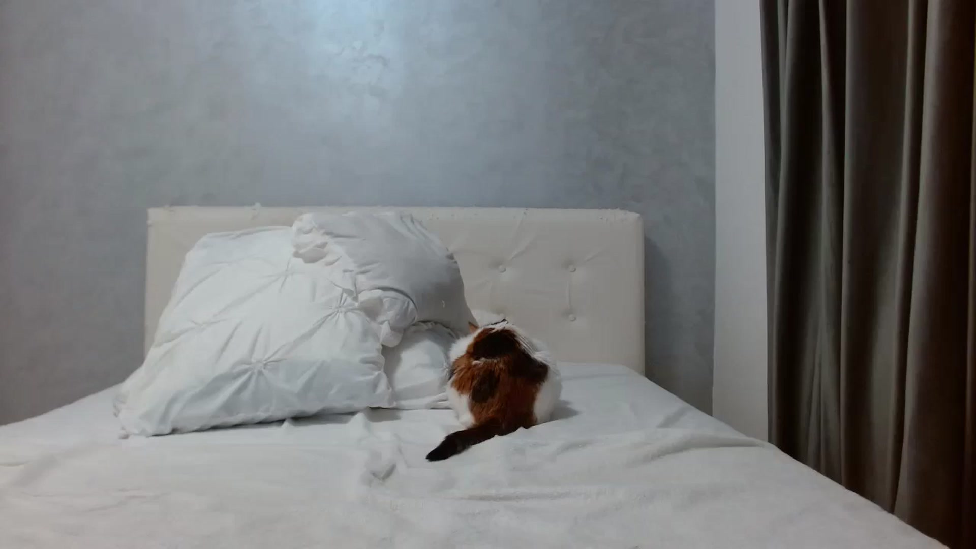 Gallery image thumbnail from Aahh_Emilia's myfreecams stream on, 12/07/2025, 18:53 image 14 of 20