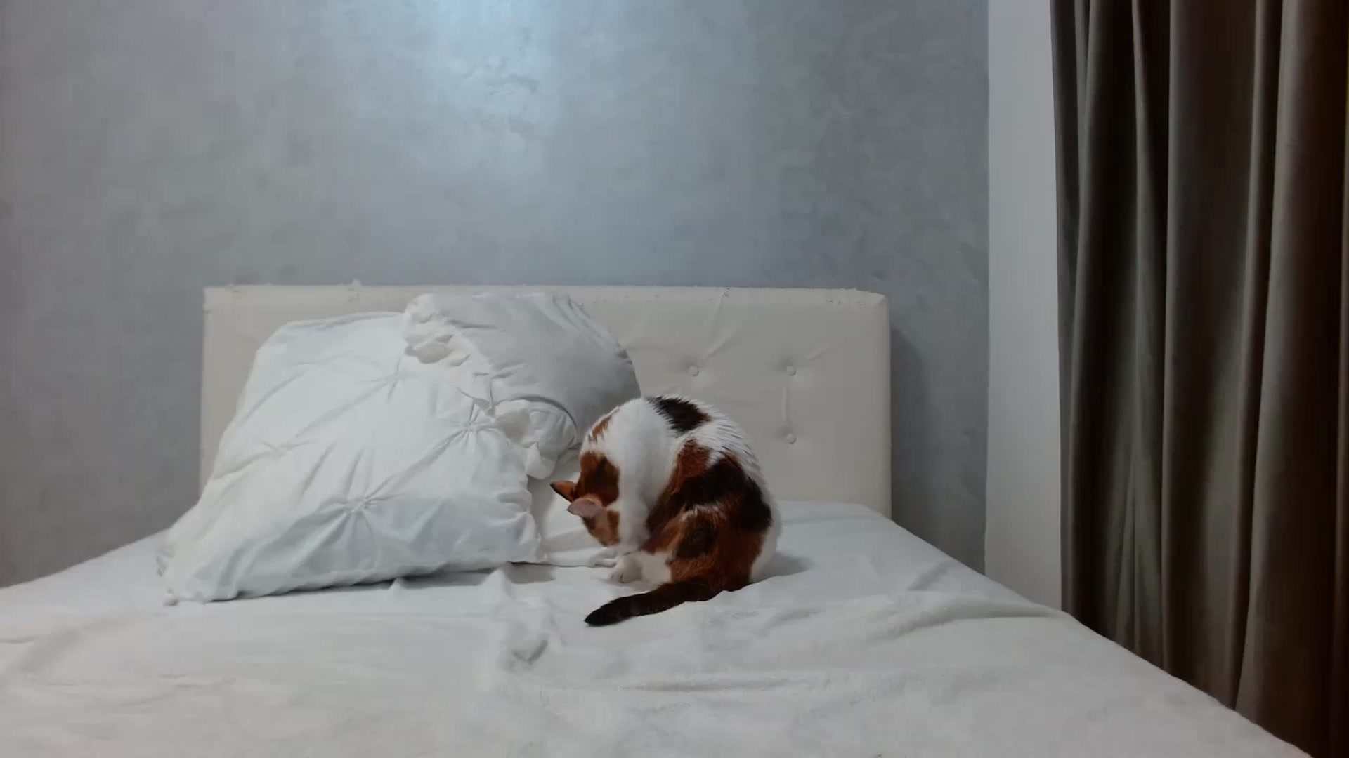 Gallery image thumbnail from Aahh_Emilia's myfreecams stream on, 12/07/2025, 18:53 image 16 of 20