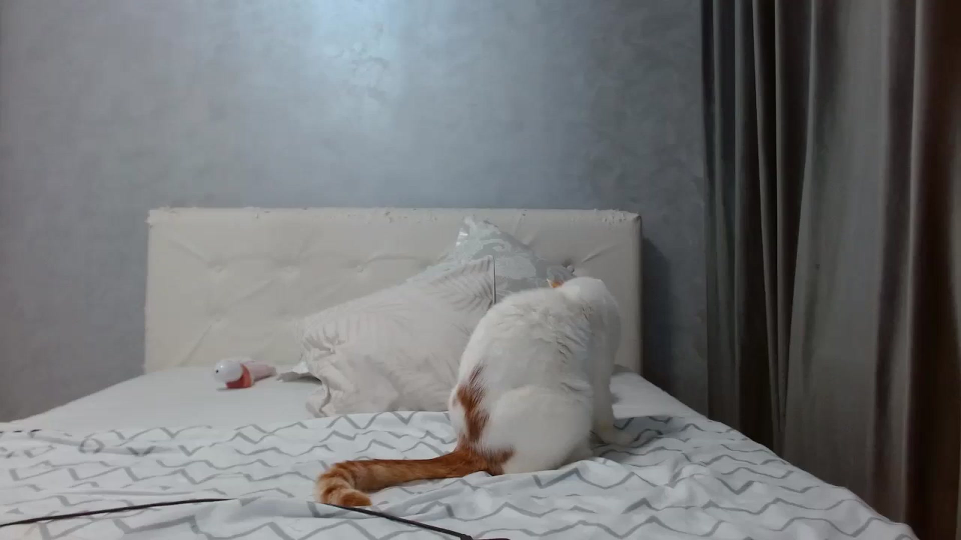 Gallery image thumbnail from Aahh_Emilia's myfreecams stream on, 12/19/2025, 19:02 image 9 of 20