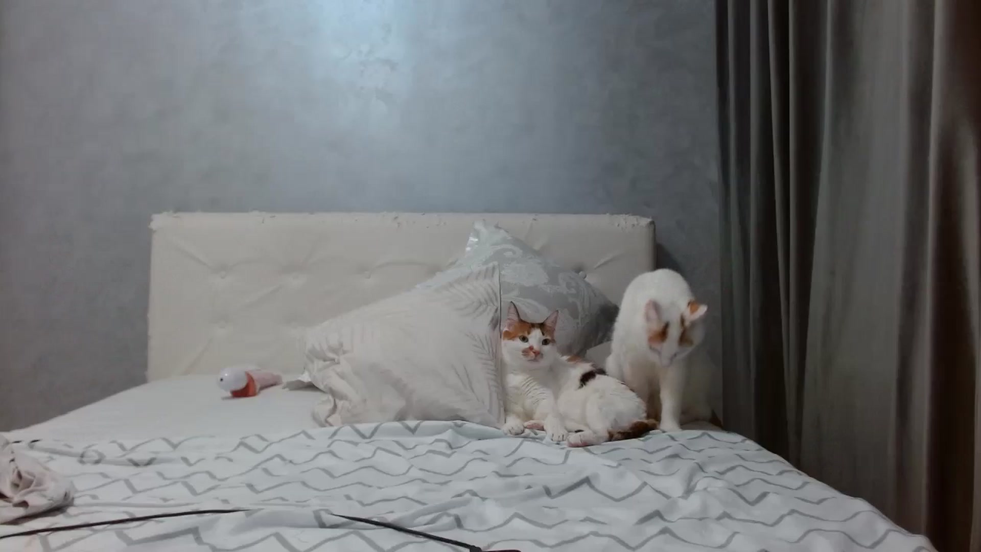Gallery image thumbnail from Aahh_Emilia's myfreecams stream on, 12/19/2025, 19:02 image 6 of 20