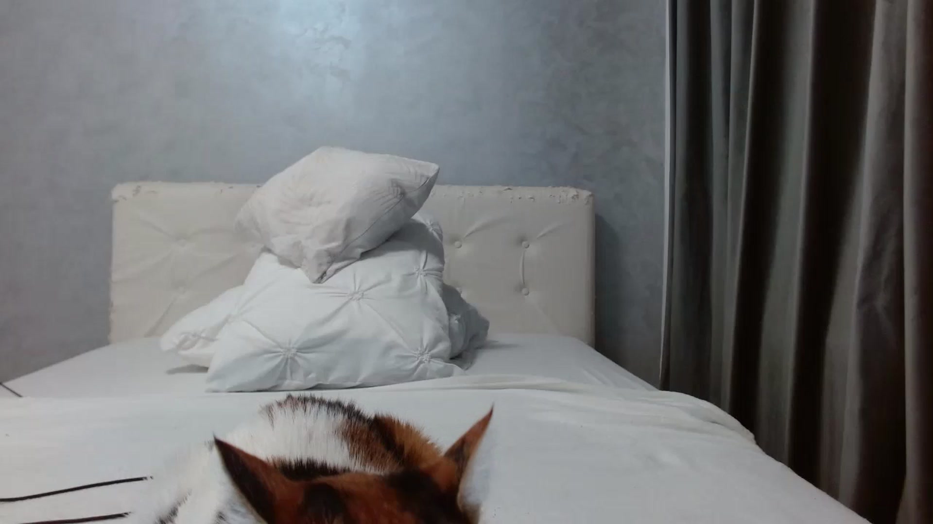 Gallery image thumbnail from Aahh_Emilia's myfreecams stream on, 02/07/2026, 19:01 image 20 of 20