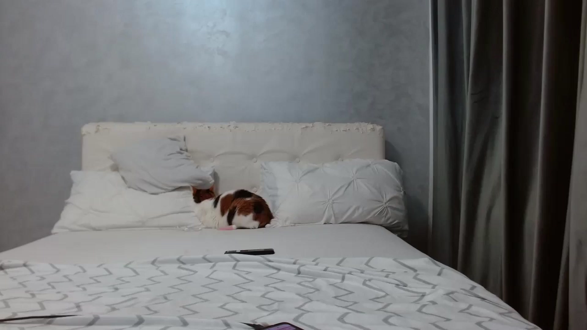 Gallery image thumbnail from Aahh_Emilia's myfreecams stream on, 02/19/2026, 17:55 image 20 of 20