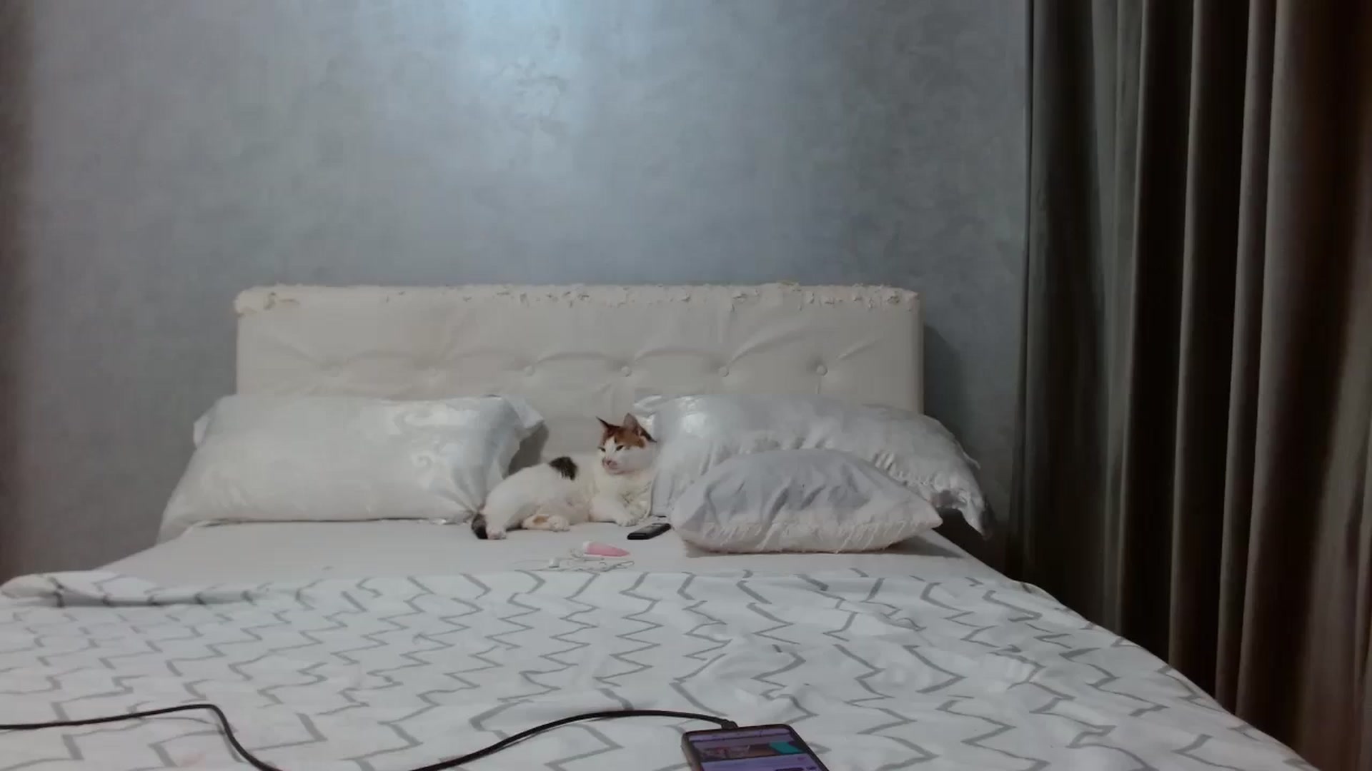 Gallery image thumbnail from Aahh_Emilia's myfreecams stream on, 02/26/2026, 17:56 image 8 of 20