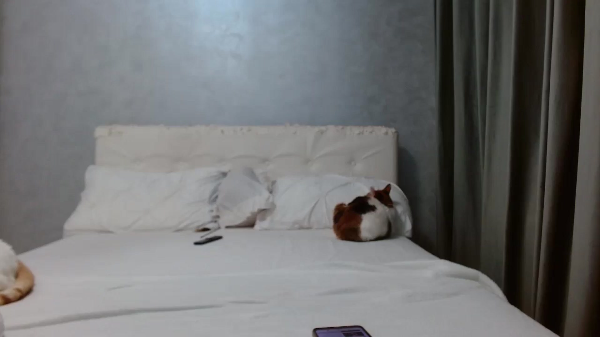 Gallery image thumbnail from Aahh_Emilia's myfreecams stream on, 03/22/2026, 17:03 image 13 of 20