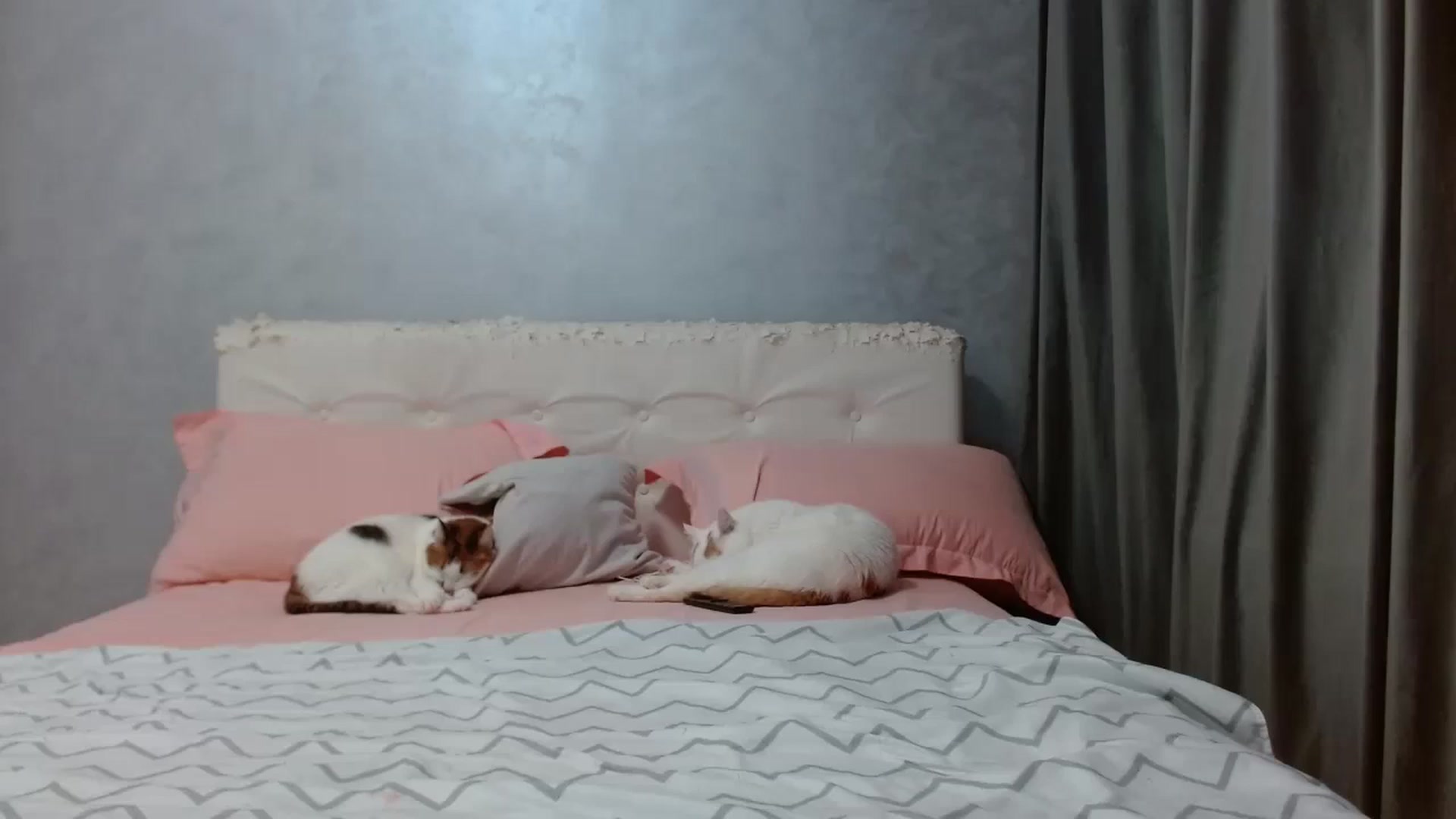 Gallery image thumbnail from Aahh_Emilia's myfreecams stream on, 04/20/2026, 16:34 image 2 of 20
