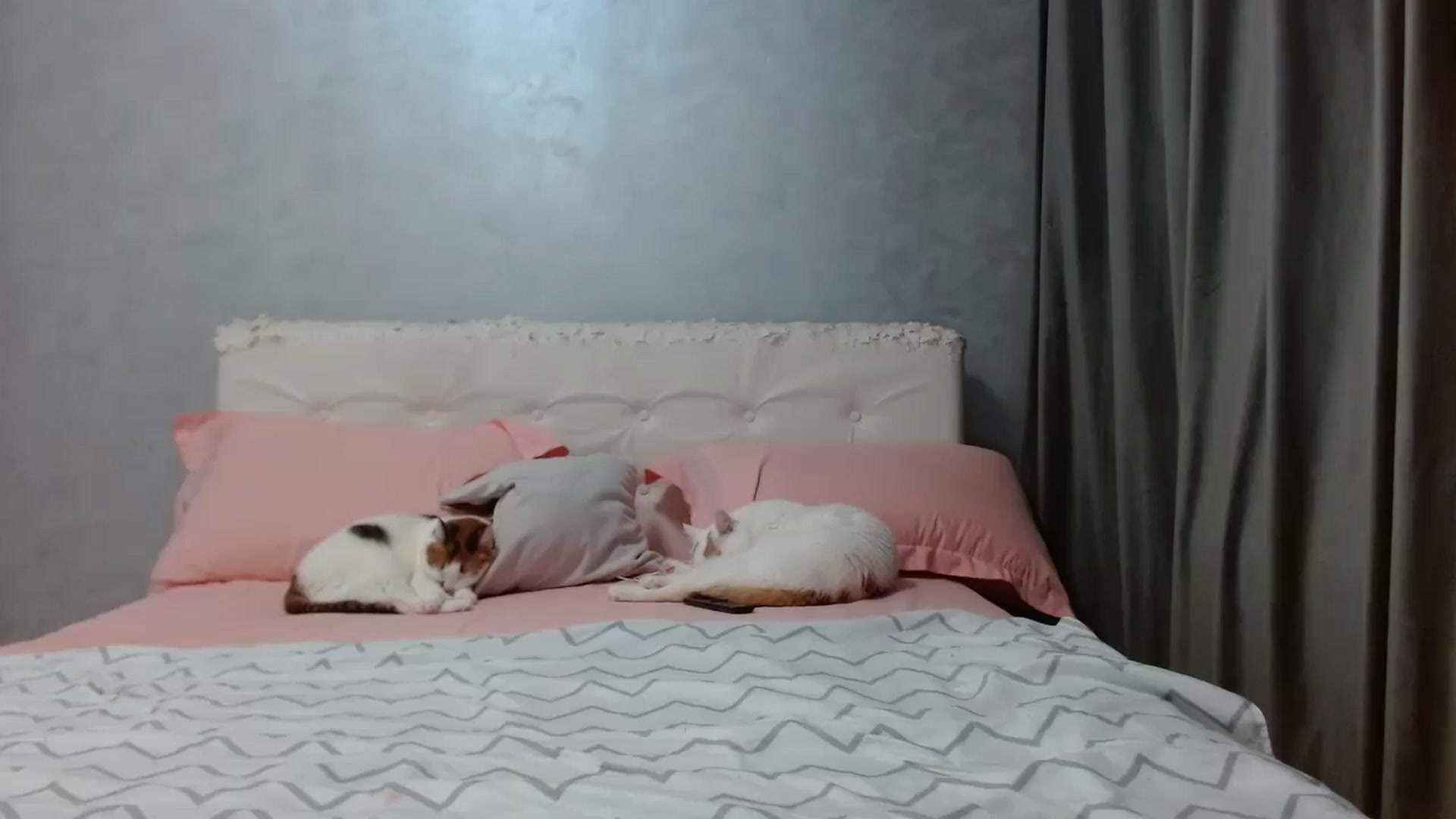 Gallery image thumbnail from Aahh_Emilia's myfreecams stream on, 04/20/2026, 16:34 image 1 of 20