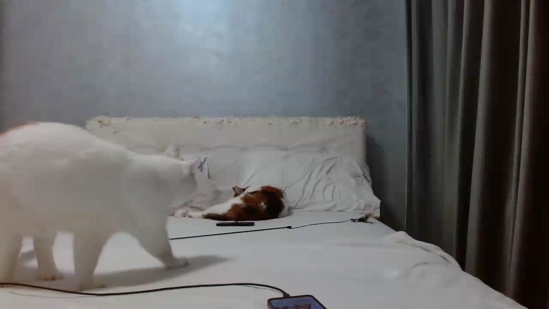 Gallery image thumbnail from Aahh_Emilia's myfreecams stream on, 06/24/2026, 16:41 image 20 of 20