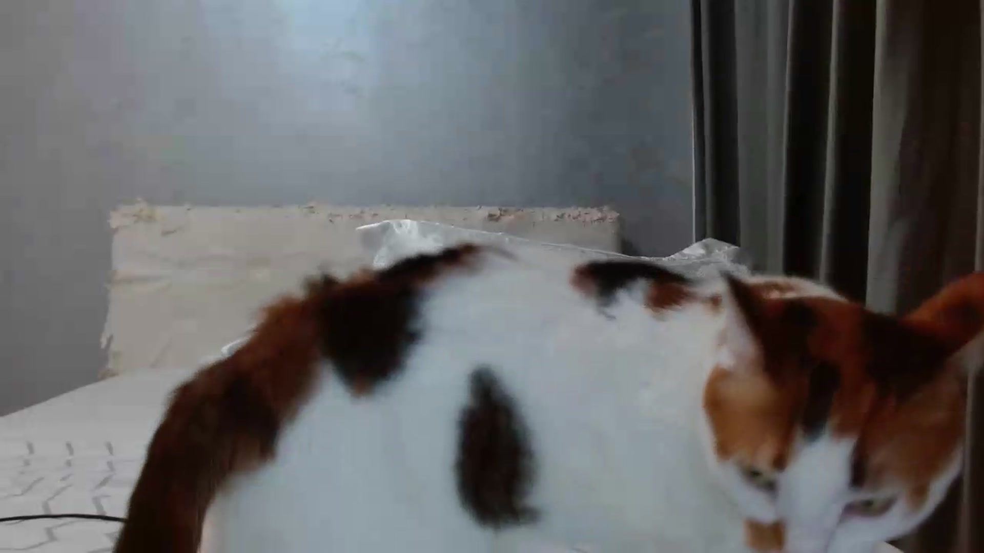 Gallery image thumbnail from Aahh_Emilia's myfreecams stream on, 07/04/2026, 18:06 image 15 of 20