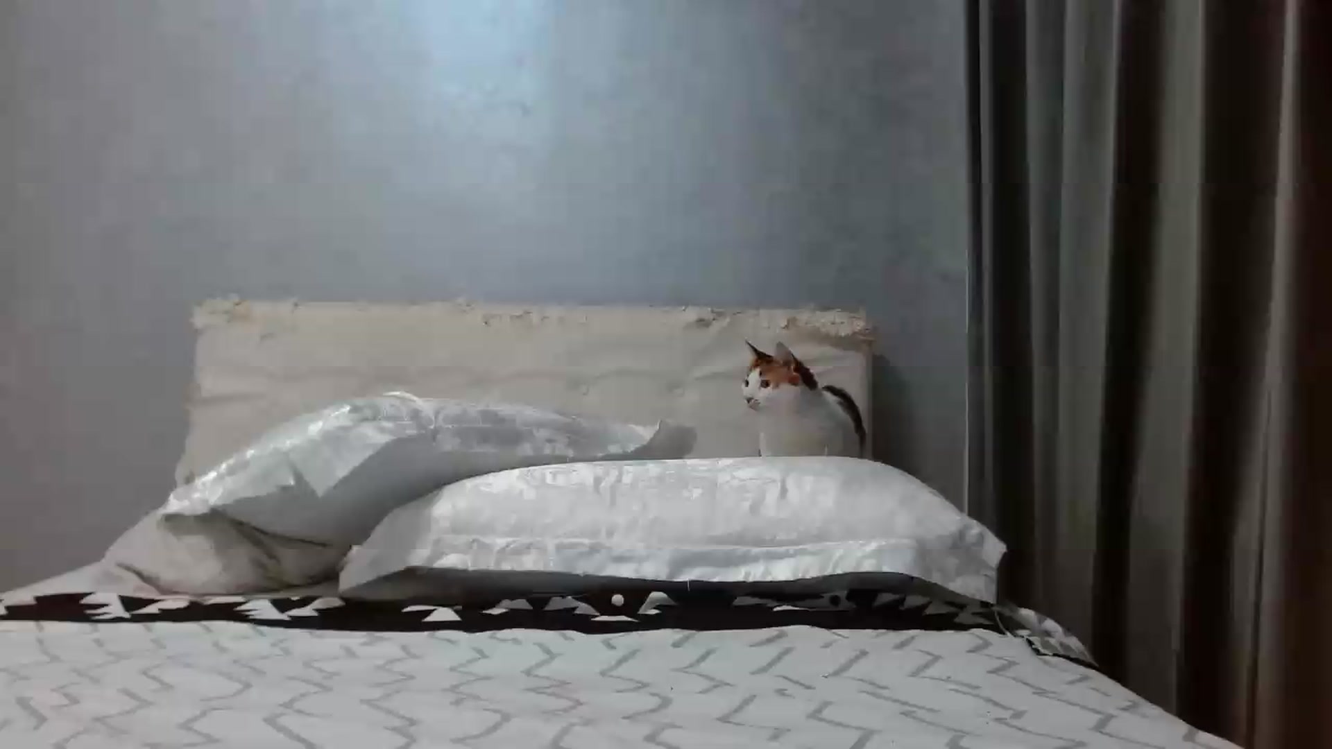 Gallery image thumbnail from Aahh_Emilia's myfreecams stream on, 07/05/2026, 18:24 image 17 of 20