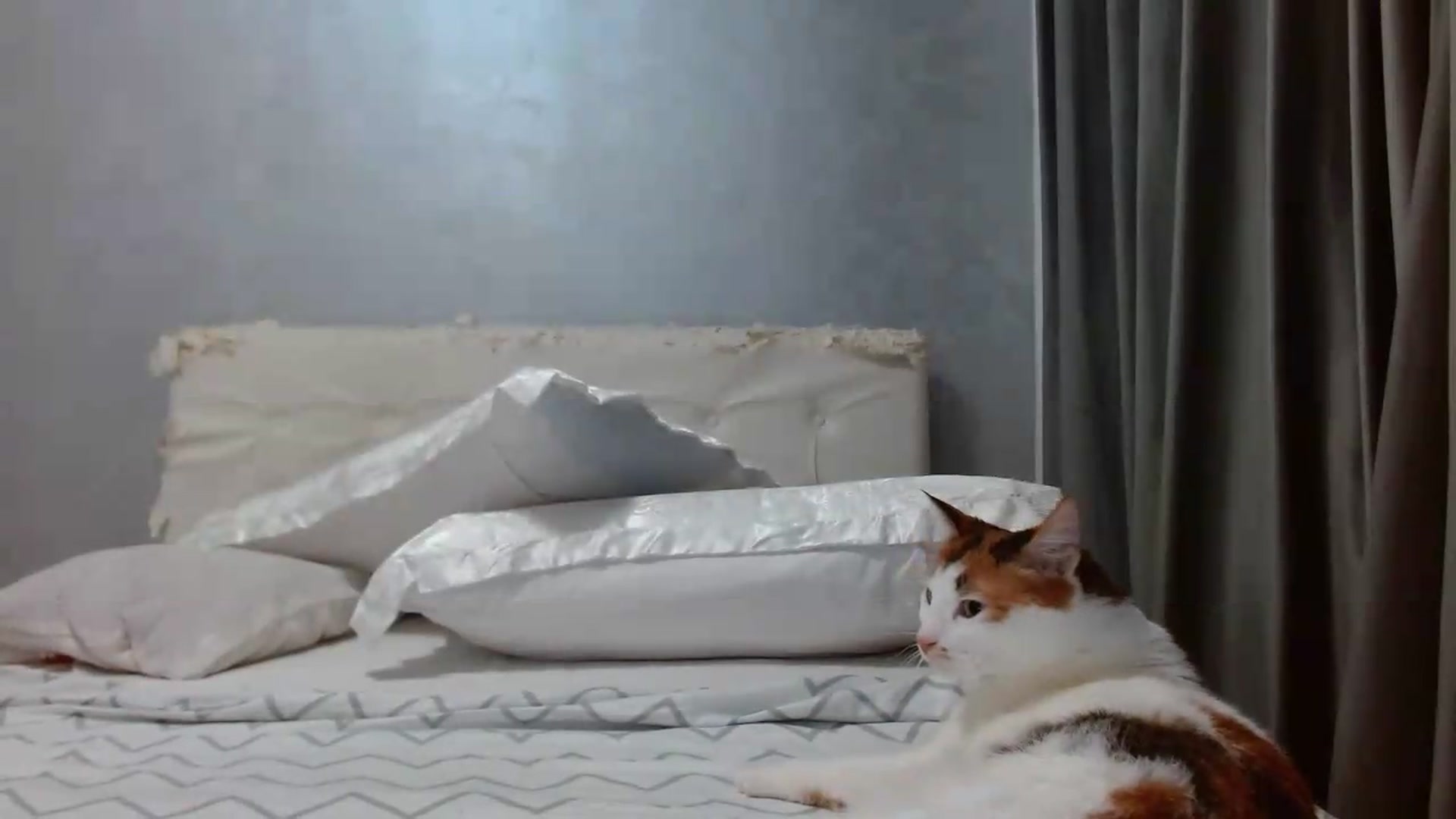 Gallery image thumbnail from Aahh_Emilia's myfreecams stream on, 07/13/2026, 18:33 image 9 of 20